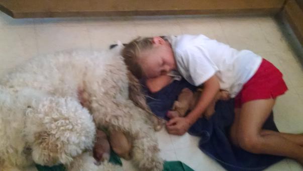 Goldendoodle and Bernedoodle puppy from Riverdoodles