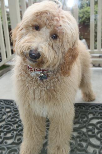 Goldendoodle and Bernedoodle puppy from Riverdoodles