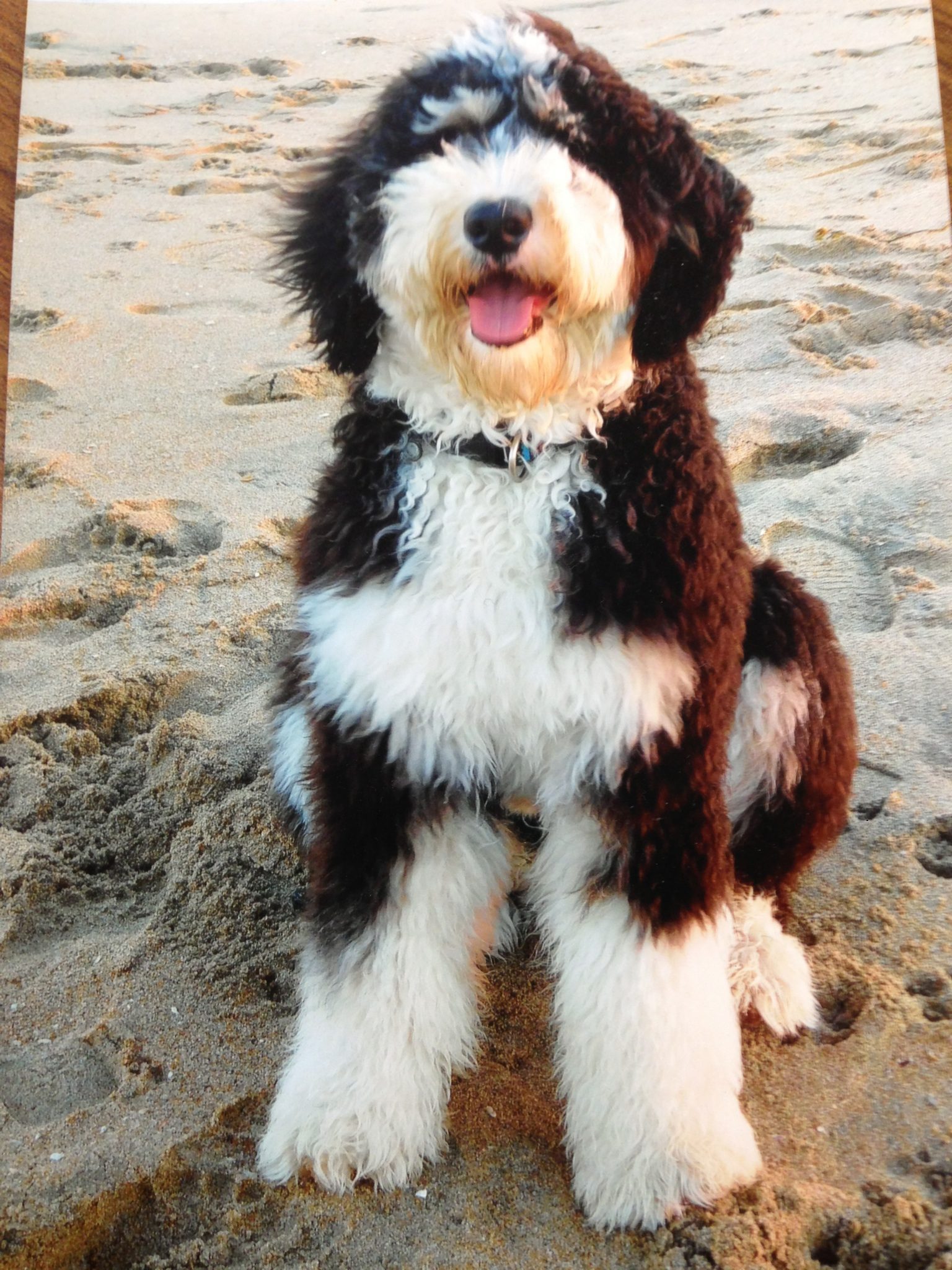 Goldendoodle and Bernedoodle puppy from Riverdoodles