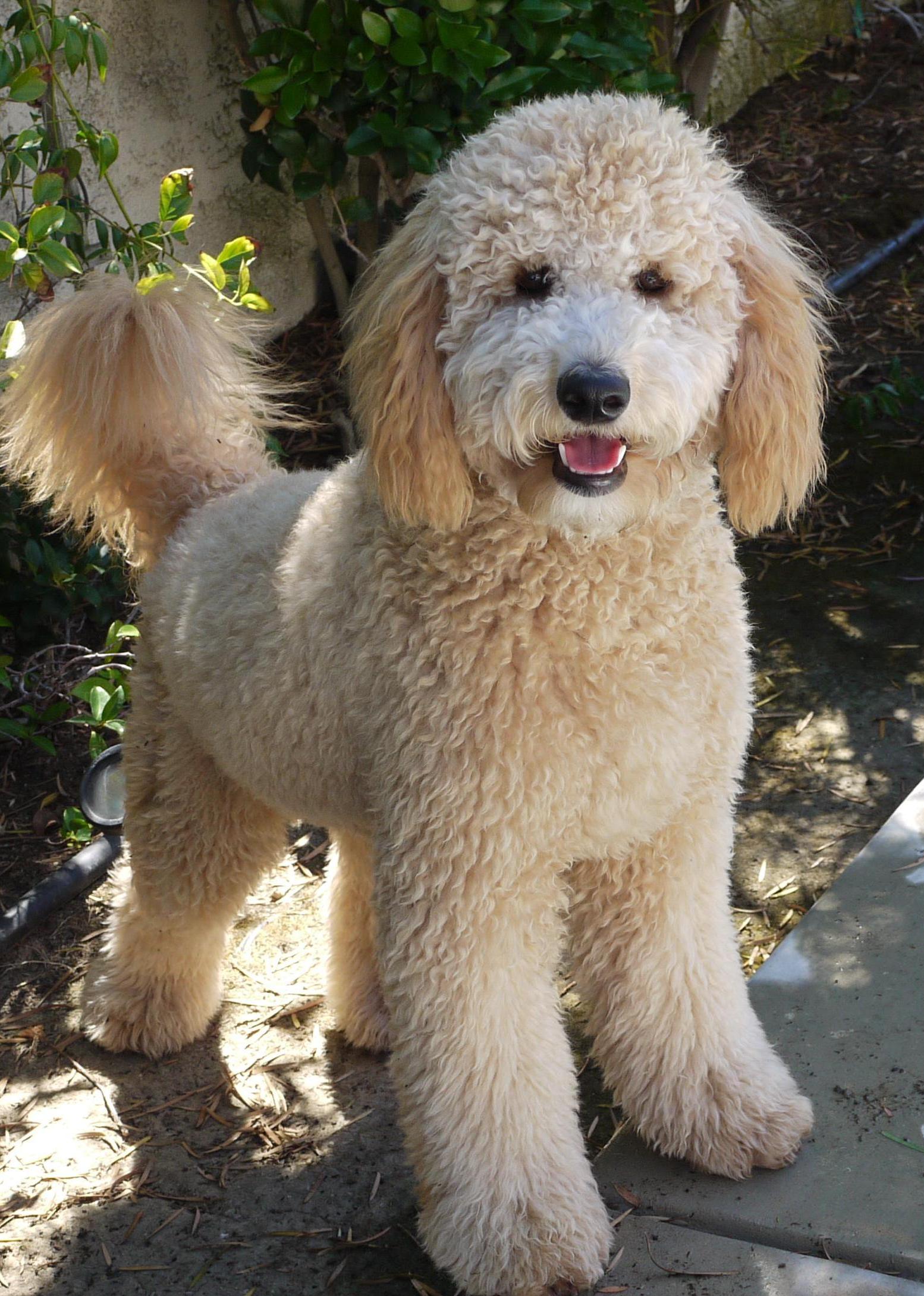 Goldendoodle and Bernedoodle puppy from Riverdoodles
