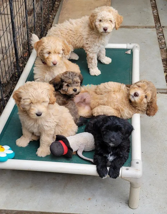 Riverdoodles puppy litter