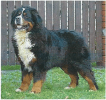 Goldendoodle and Bernedoodle puppy from Riverdoodles