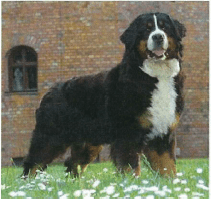 Riverdoodles parent dog