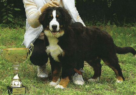 Goldendoodle and Bernedoodle puppy from Riverdoodles