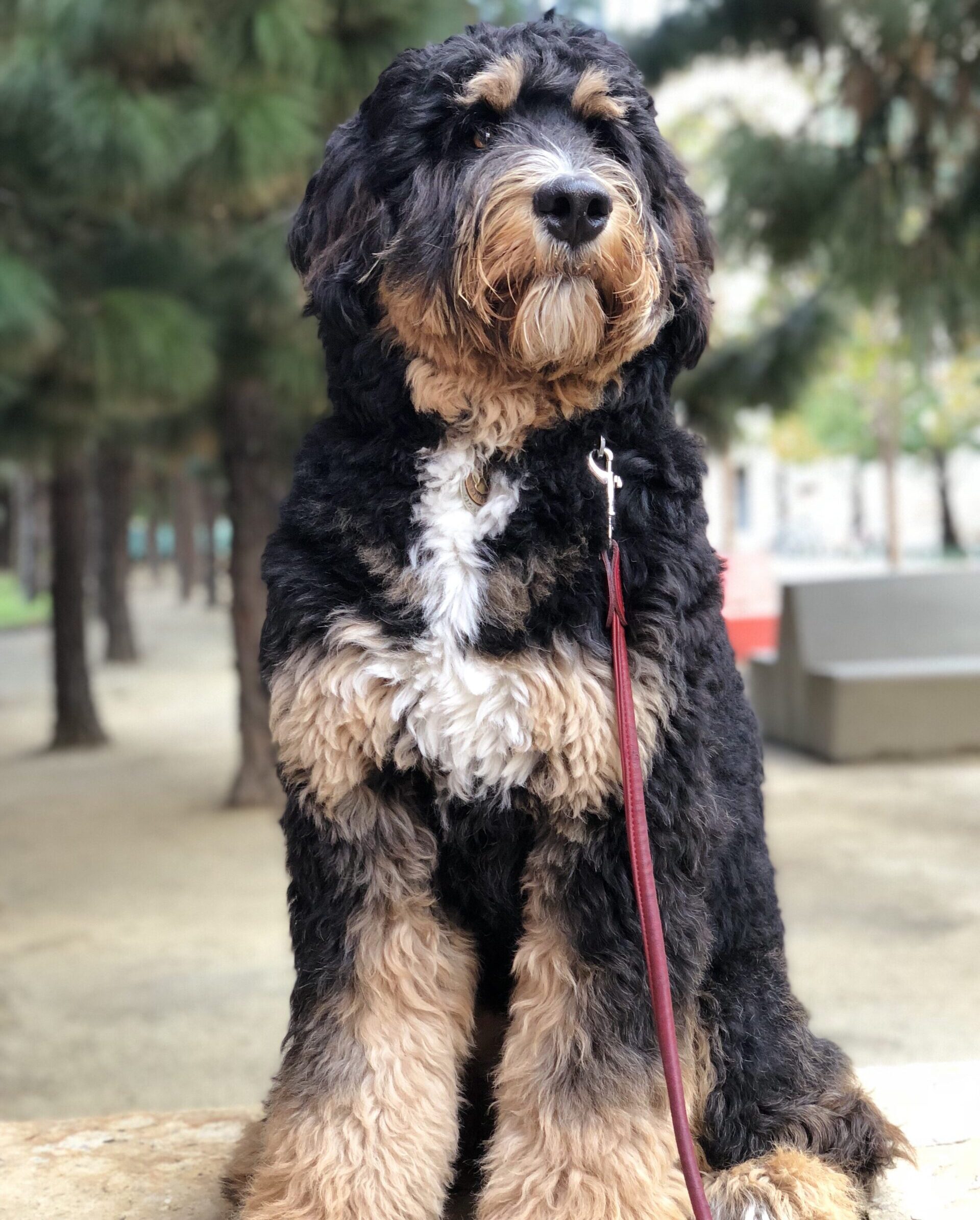 Goldendoodle and Bernedoodle puppy from Riverdoodles