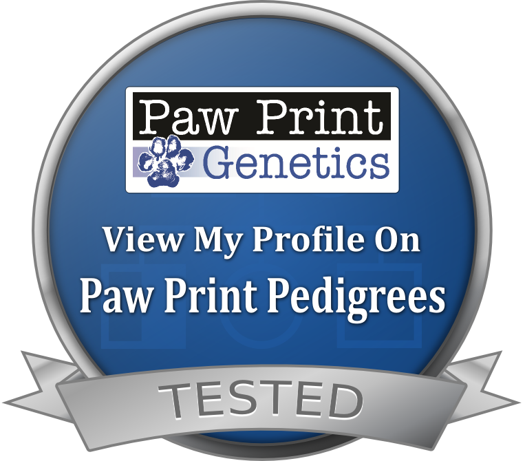 Goldendoodle and Bernedoodle Puppies Puppy Paw Print Genetics