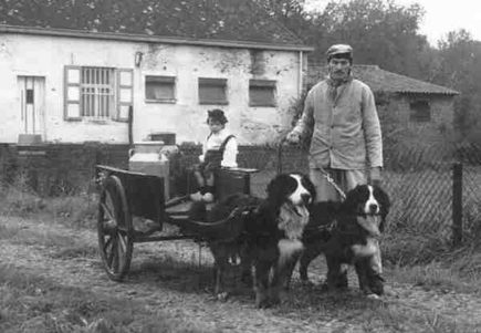 Goldendoodle and Bernedoodle puppy from Riverdoodles