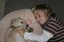 Goldendoodle and Bernedoodle Puppies