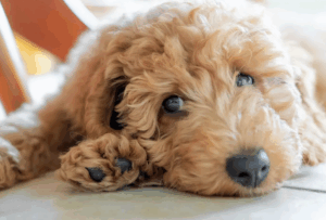 Goldendoodle Bernedoodle Puppies