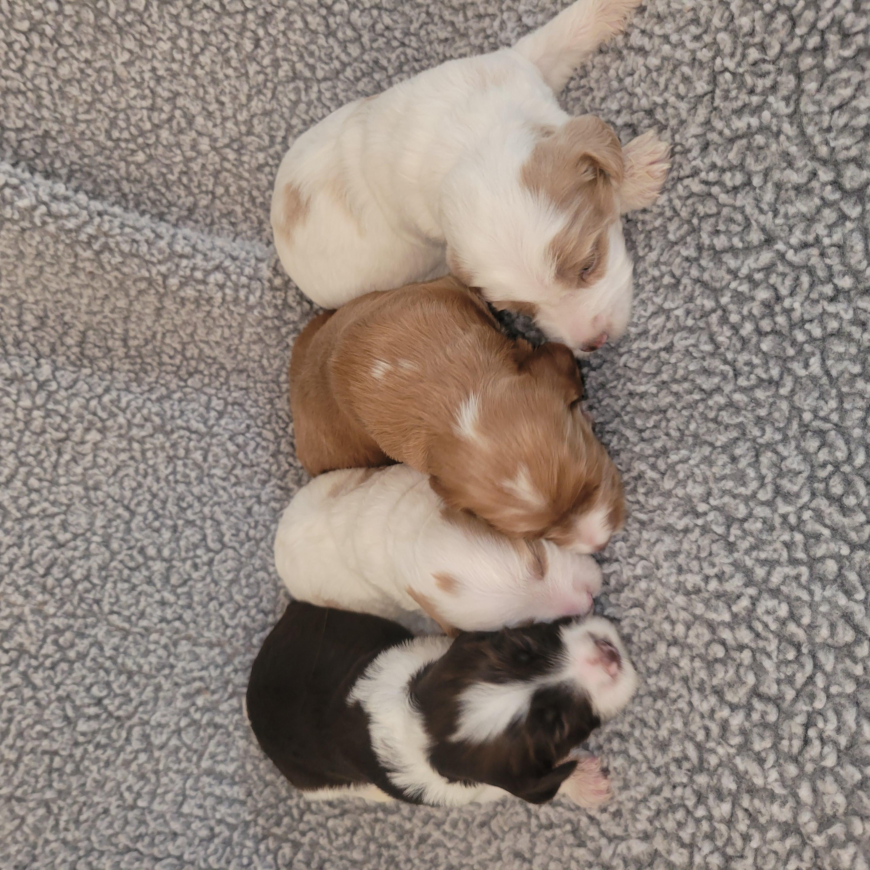 Goldendoodle and Bernedoodle puppy from Riverdoodles