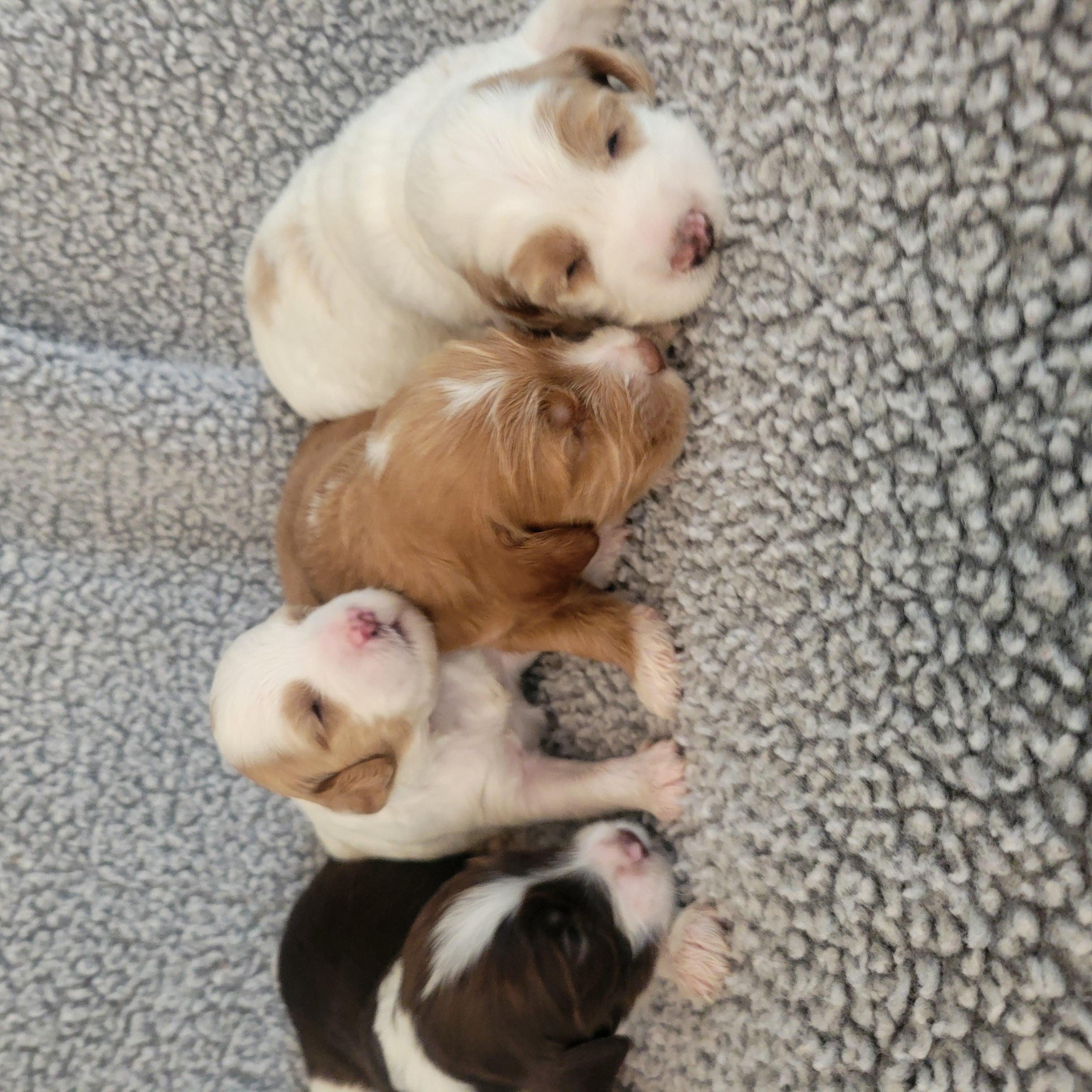 Goldendoodle and Bernedoodle puppy from Riverdoodles