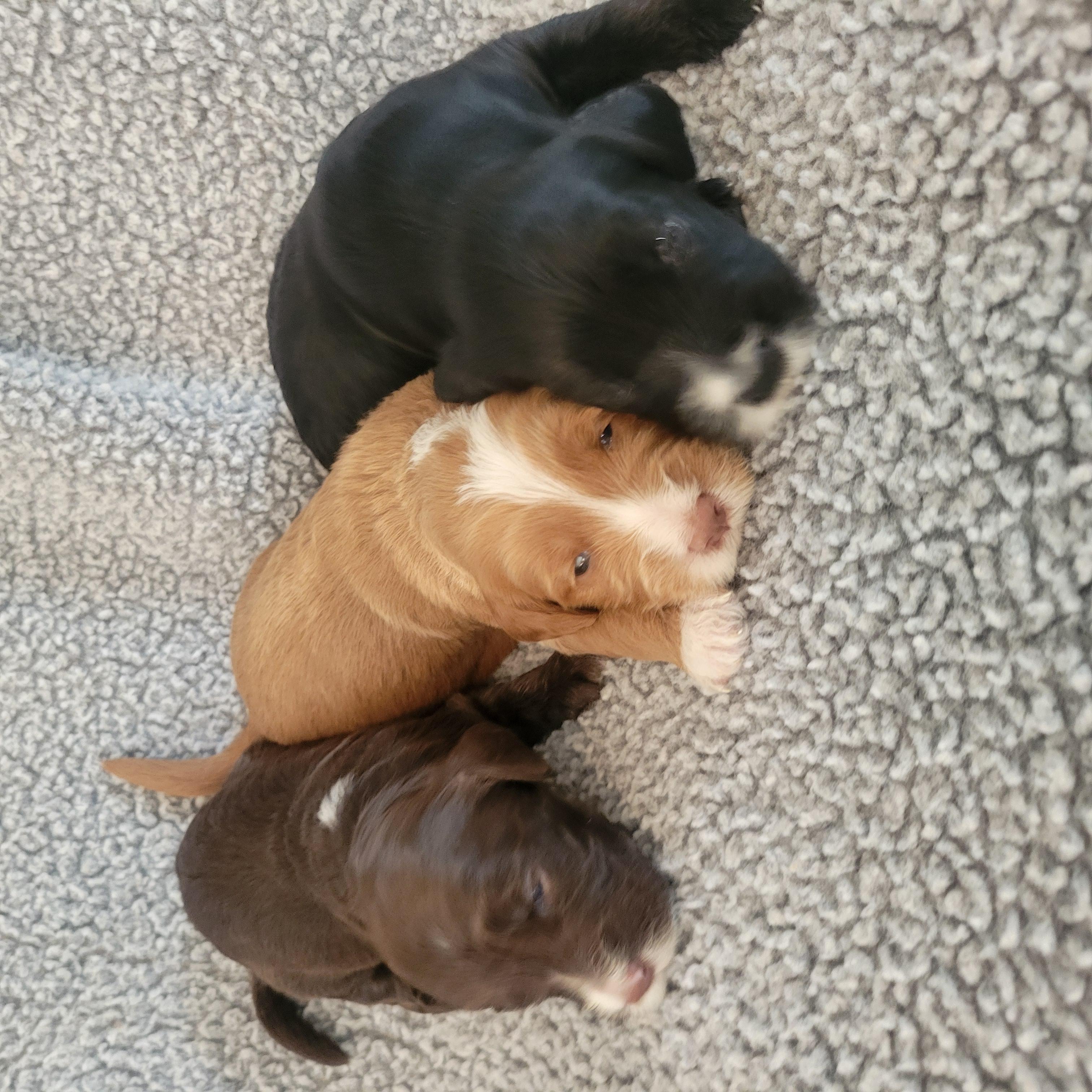 Goldendoodle and Bernedoodle puppy from Riverdoodles