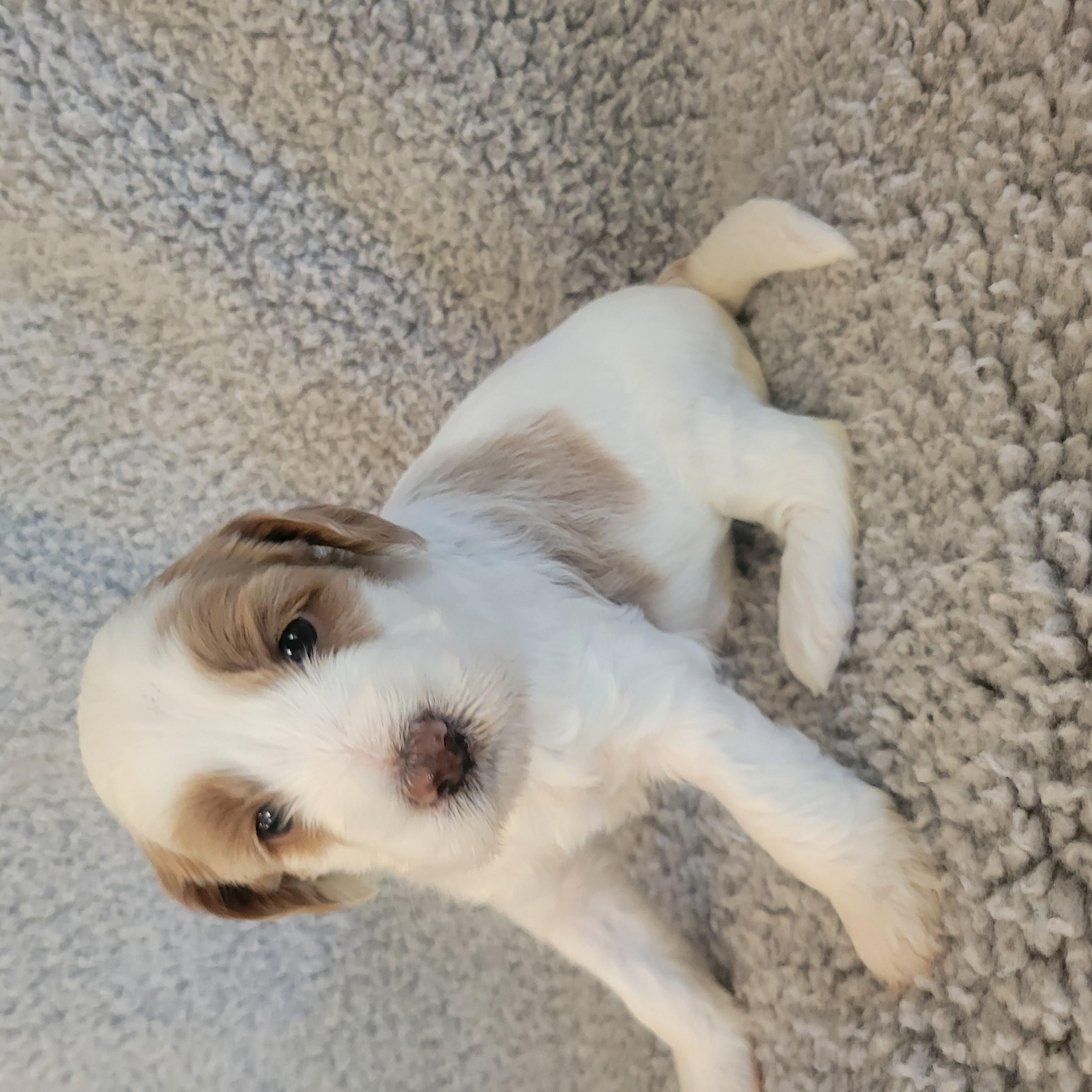 Goldendoodle and Bernedoodle puppy from Riverdoodles