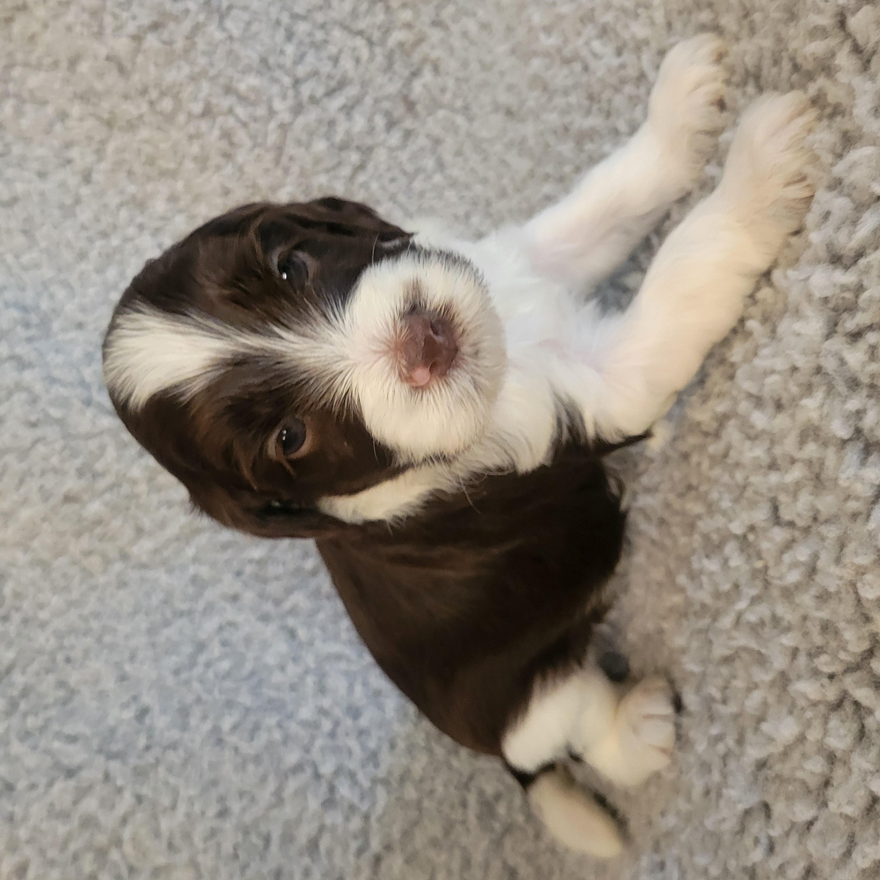 Goldendoodle and Bernedoodle puppy from Riverdoodles