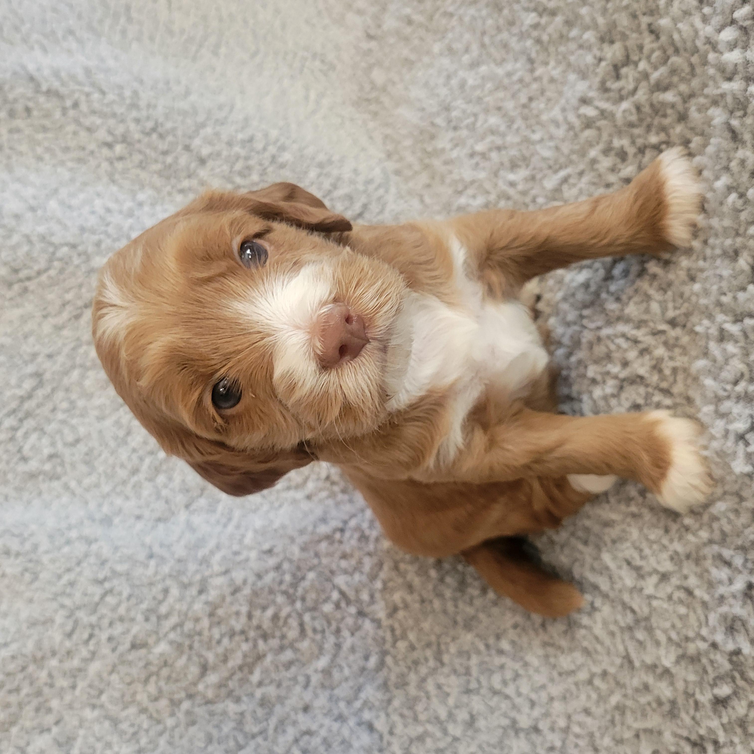 Goldendoodle and Bernedoodle puppy from Riverdoodles