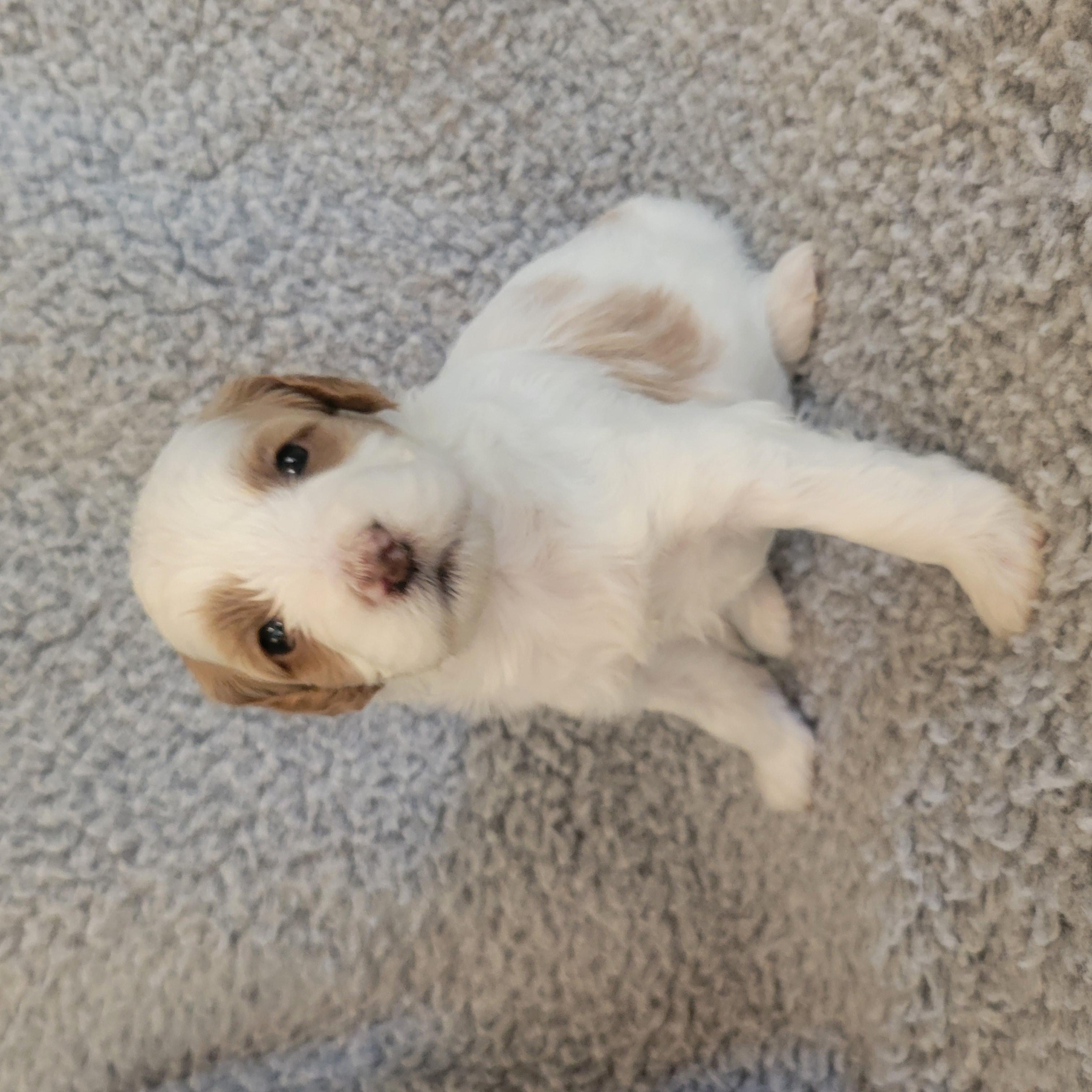 Goldendoodle and Bernedoodle puppy from Riverdoodles