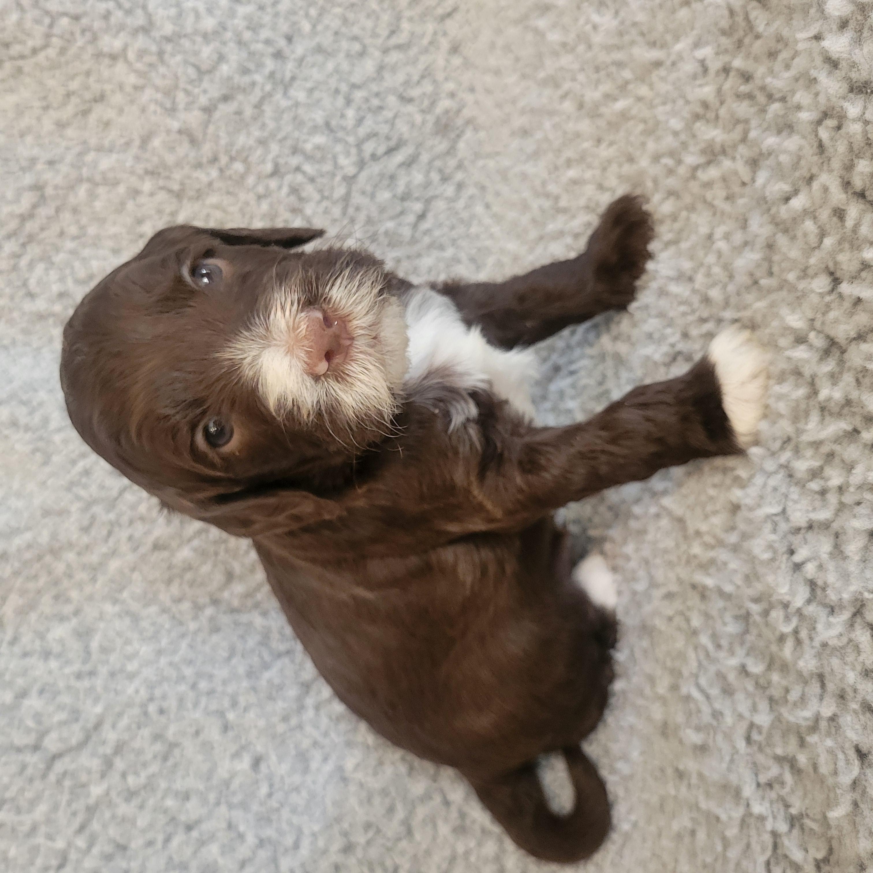 Goldendoodle and Bernedoodle puppy from Riverdoodles