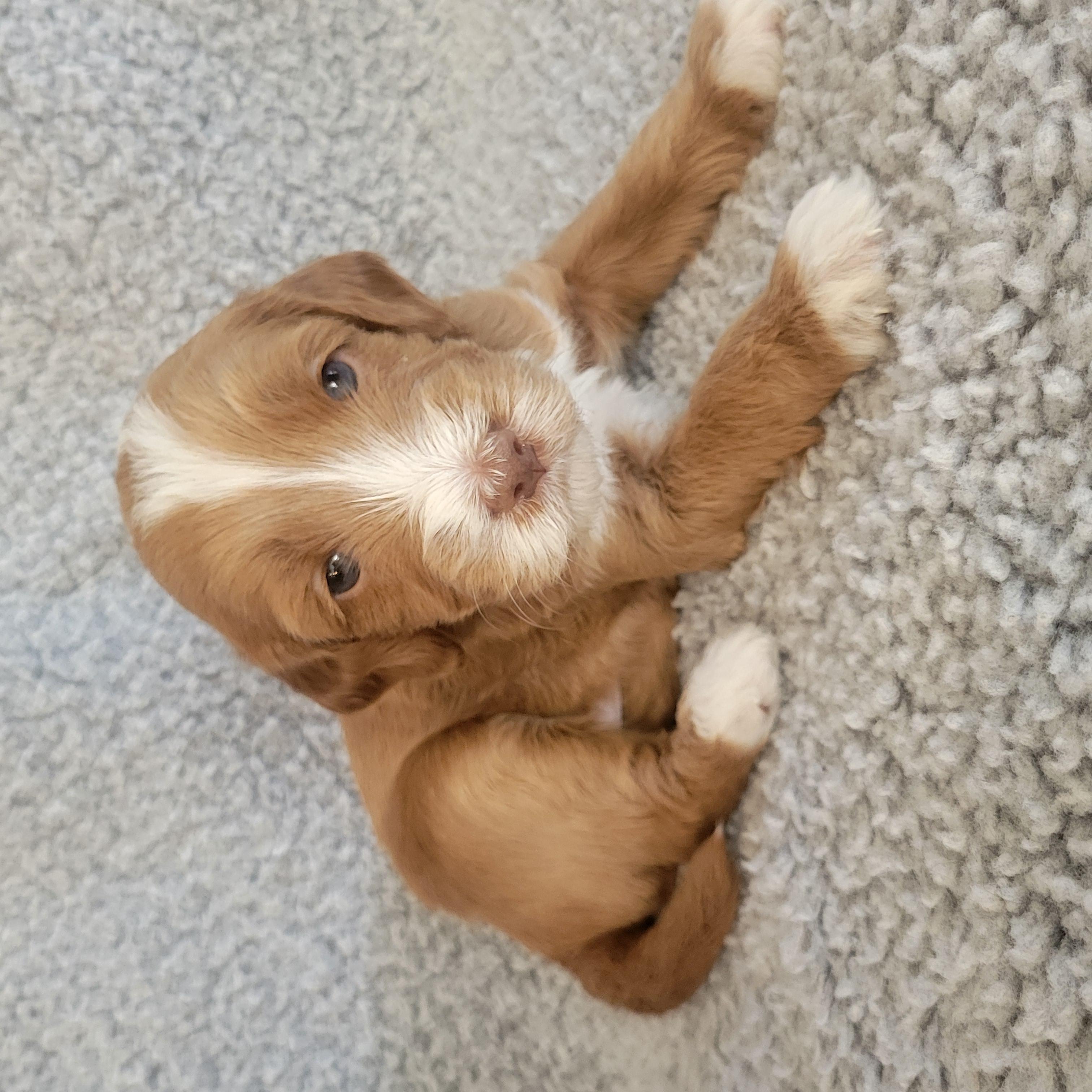 Goldendoodle and Bernedoodle puppy from Riverdoodles