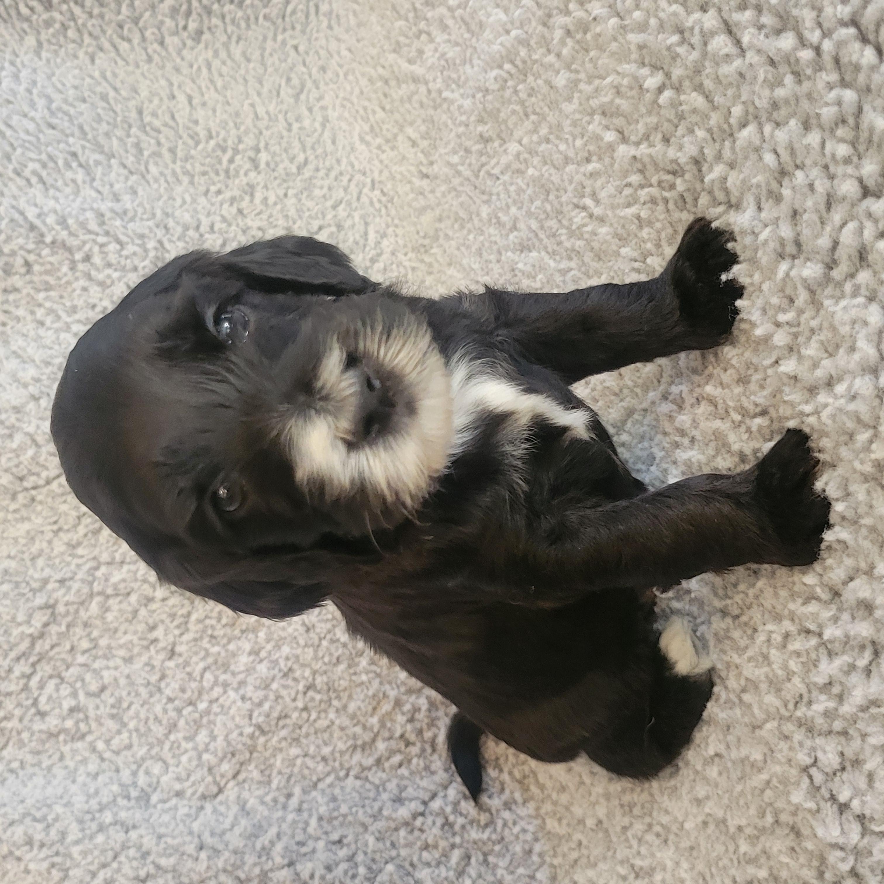 Goldendoodle and Bernedoodle puppy from Riverdoodles