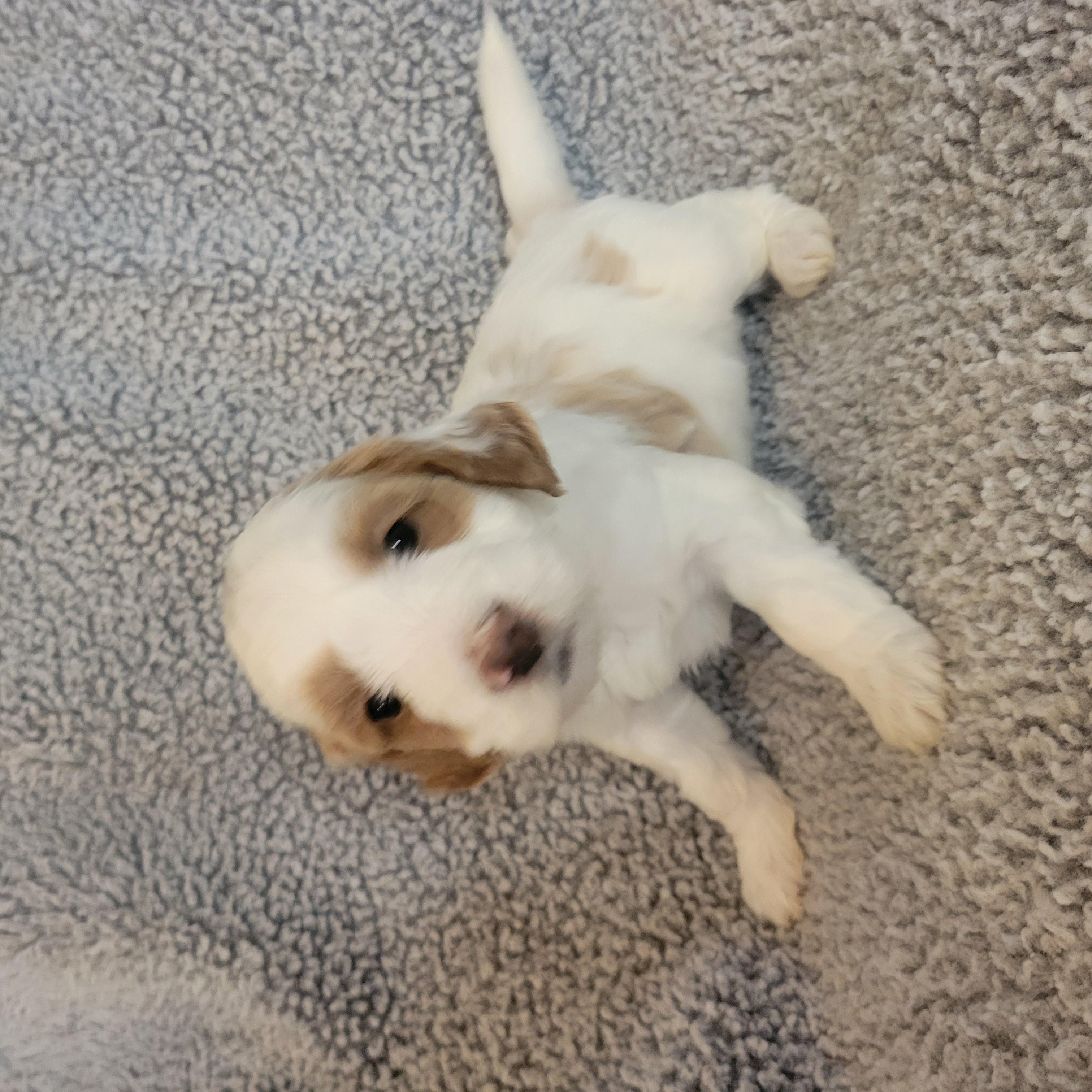 Goldendoodle and Bernedoodle puppy from Riverdoodles