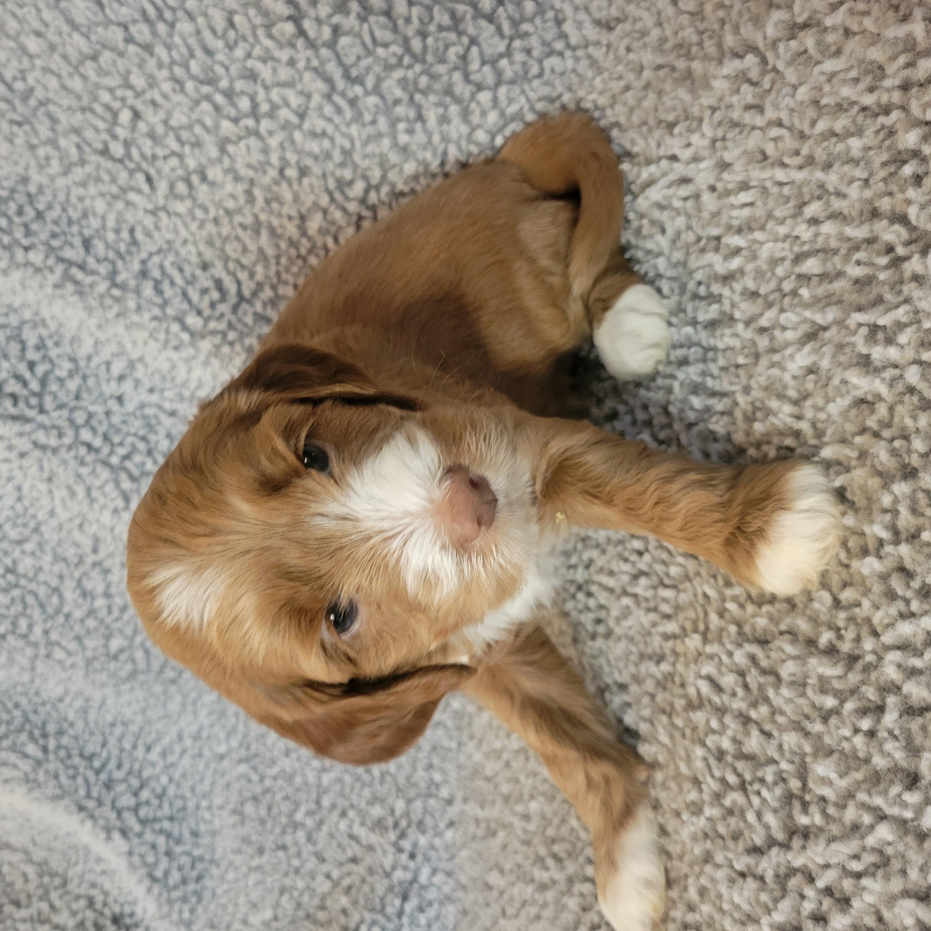 Goldendoodle and Bernedoodle puppy from Riverdoodles