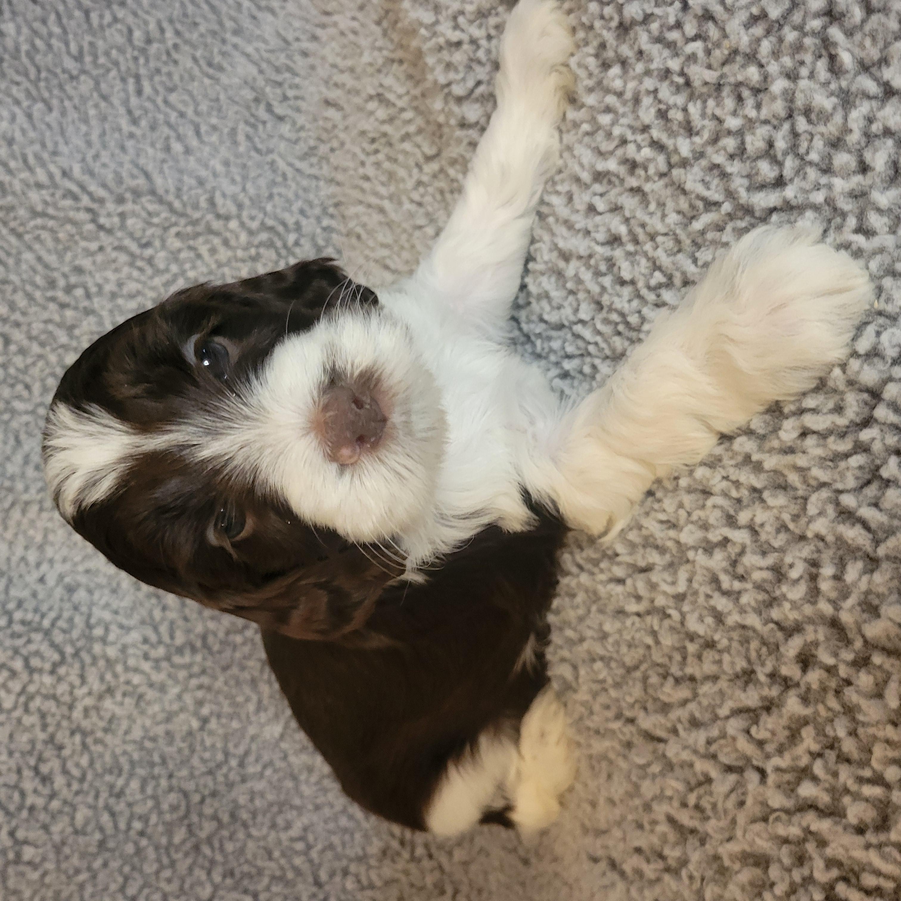 Goldendoodle and Bernedoodle puppy from Riverdoodles