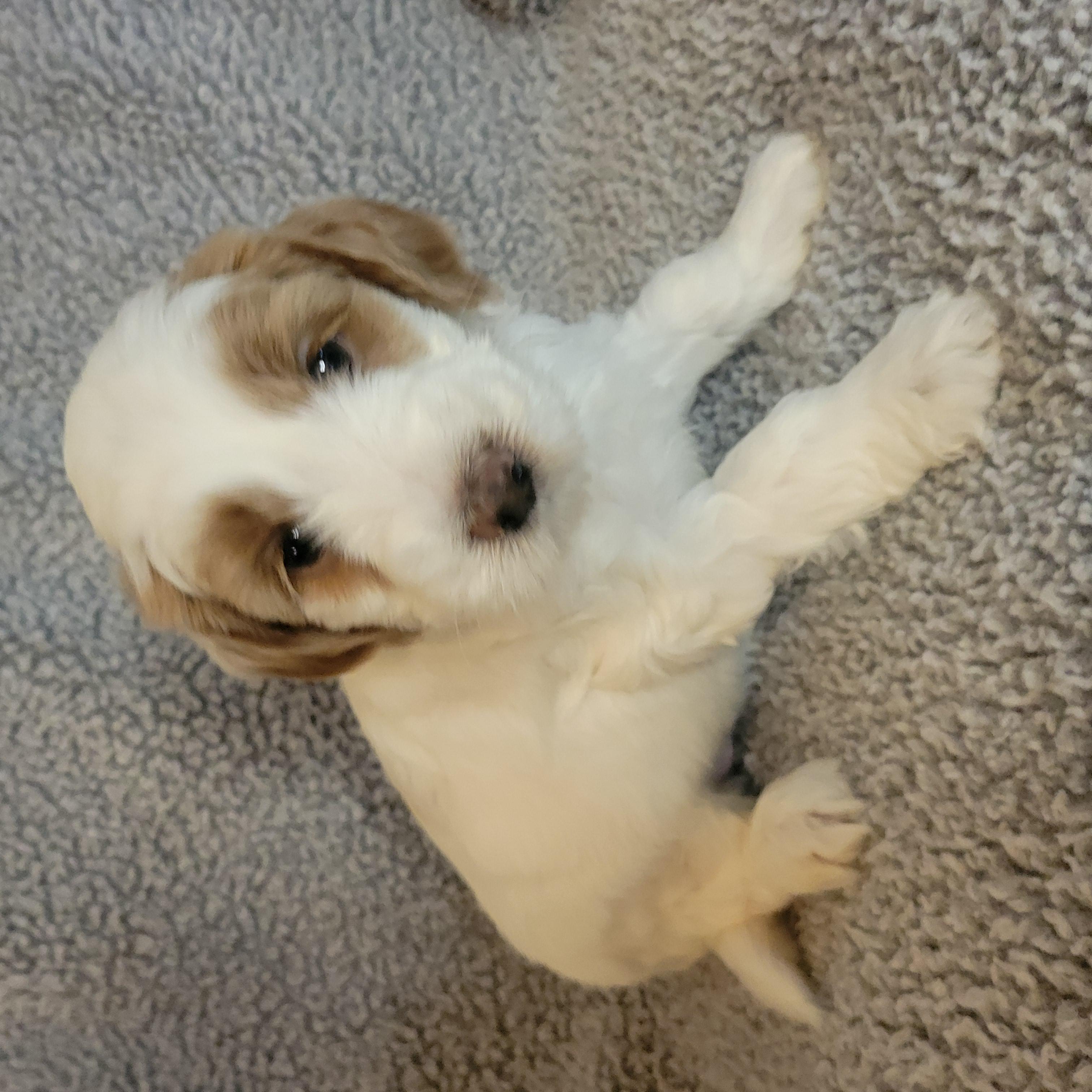 Goldendoodle and Bernedoodle puppy from Riverdoodles