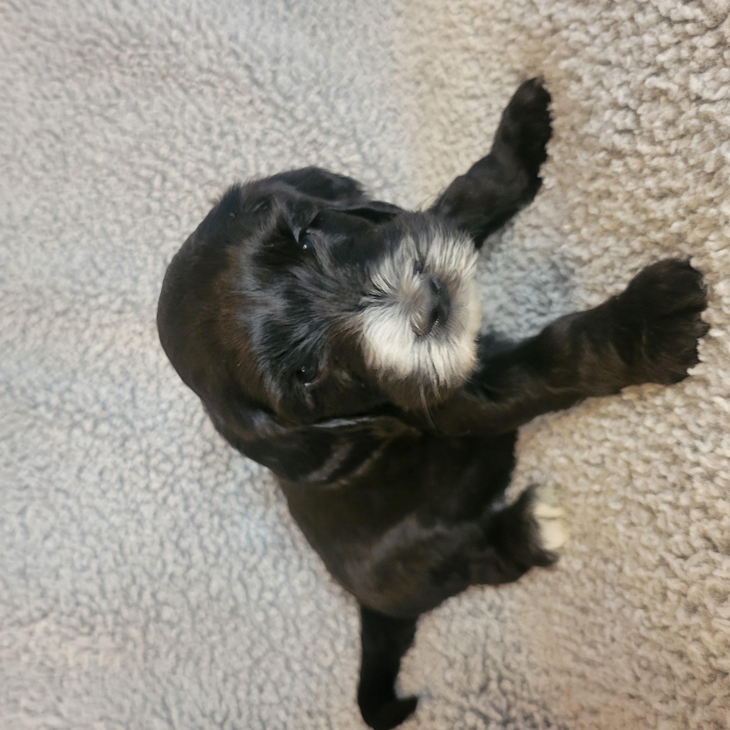 Goldendoodle and Bernedoodle puppy from Riverdoodles