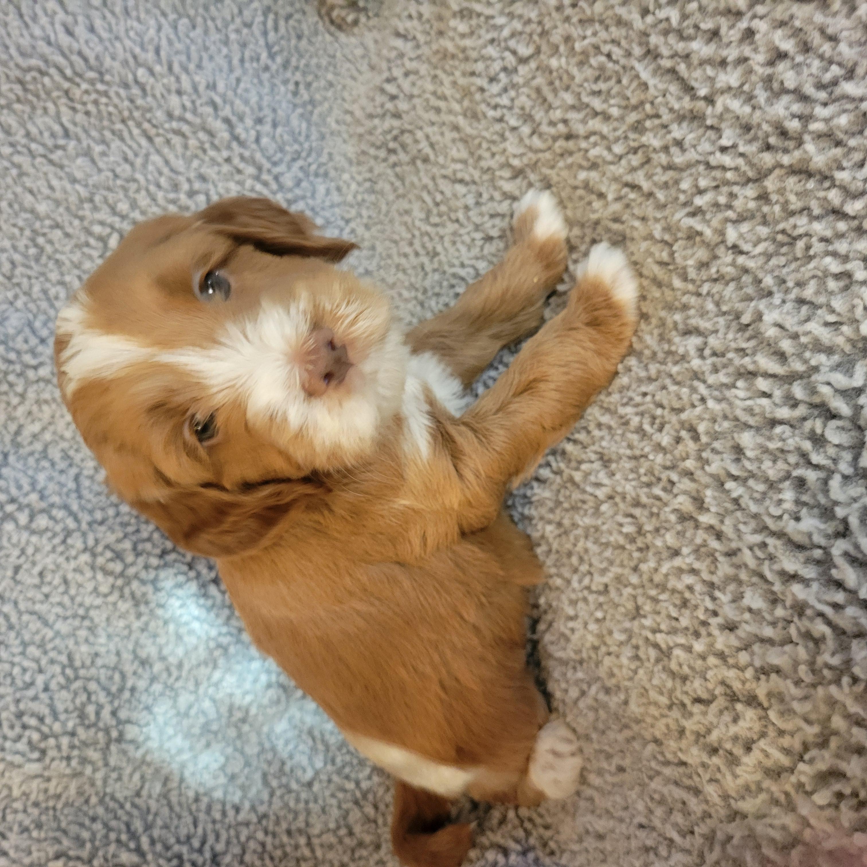 Goldendoodle and Bernedoodle puppy from Riverdoodles