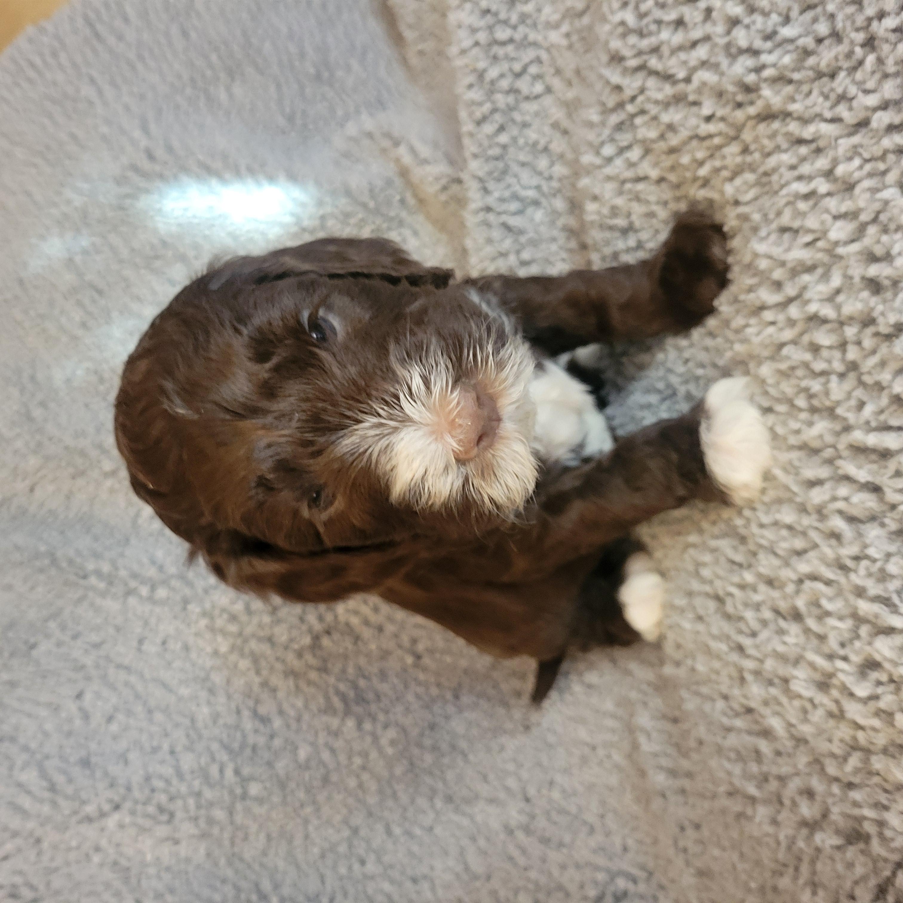 Goldendoodle and Bernedoodle puppy from Riverdoodles