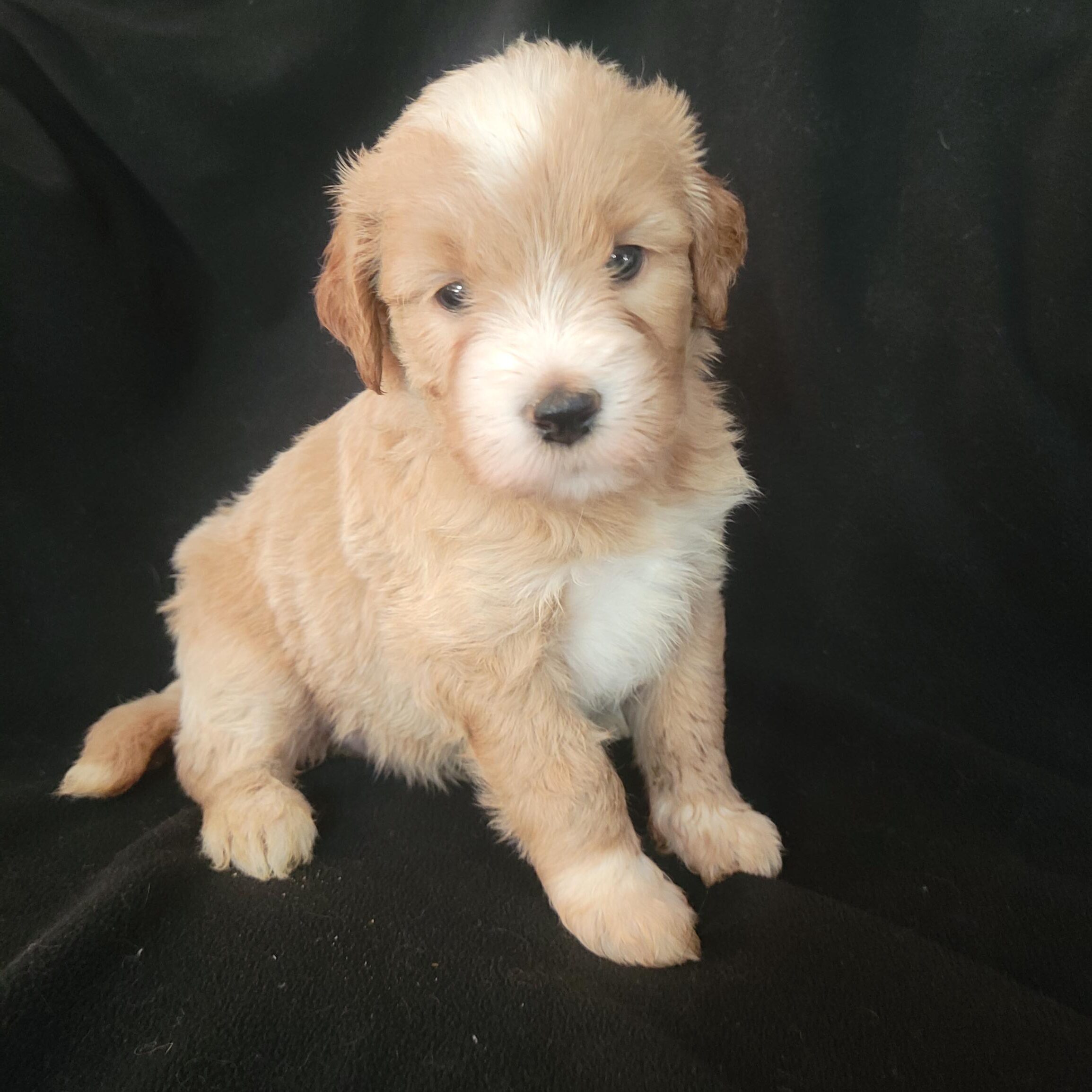 Pink girl Medium Goldendoodle puppy from Roe and Linc litter reserved by the Garcia family