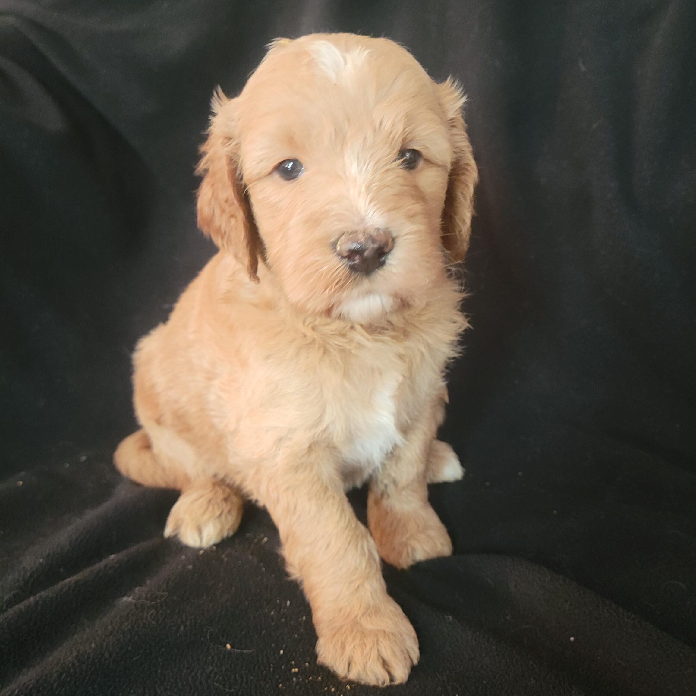 Available blue boy Medium Goldendoodle puppy from Roe and Linc litter