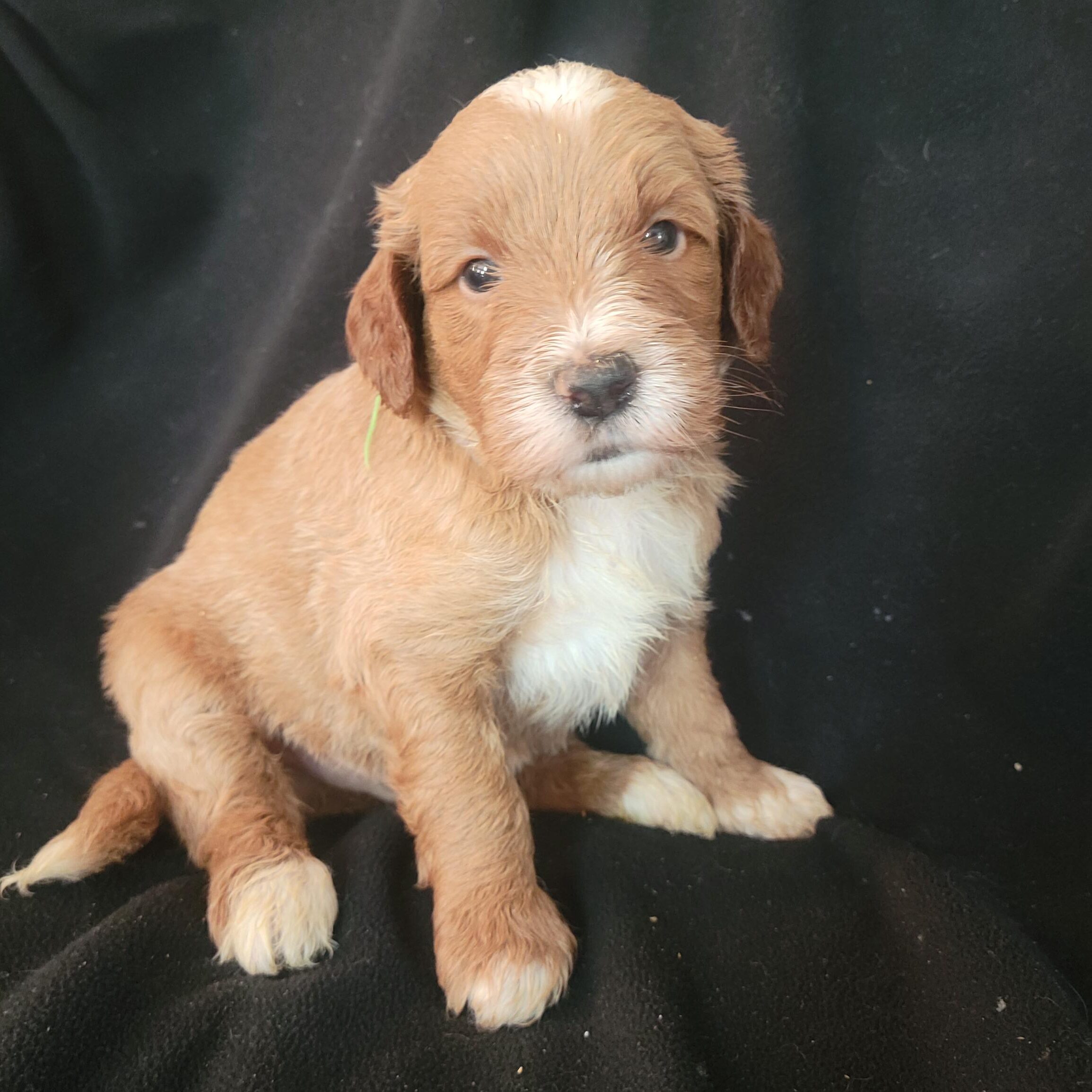 Green boy Medium Goldendoodle puppy from Roe and Linc litter reserved by the Stiffler family