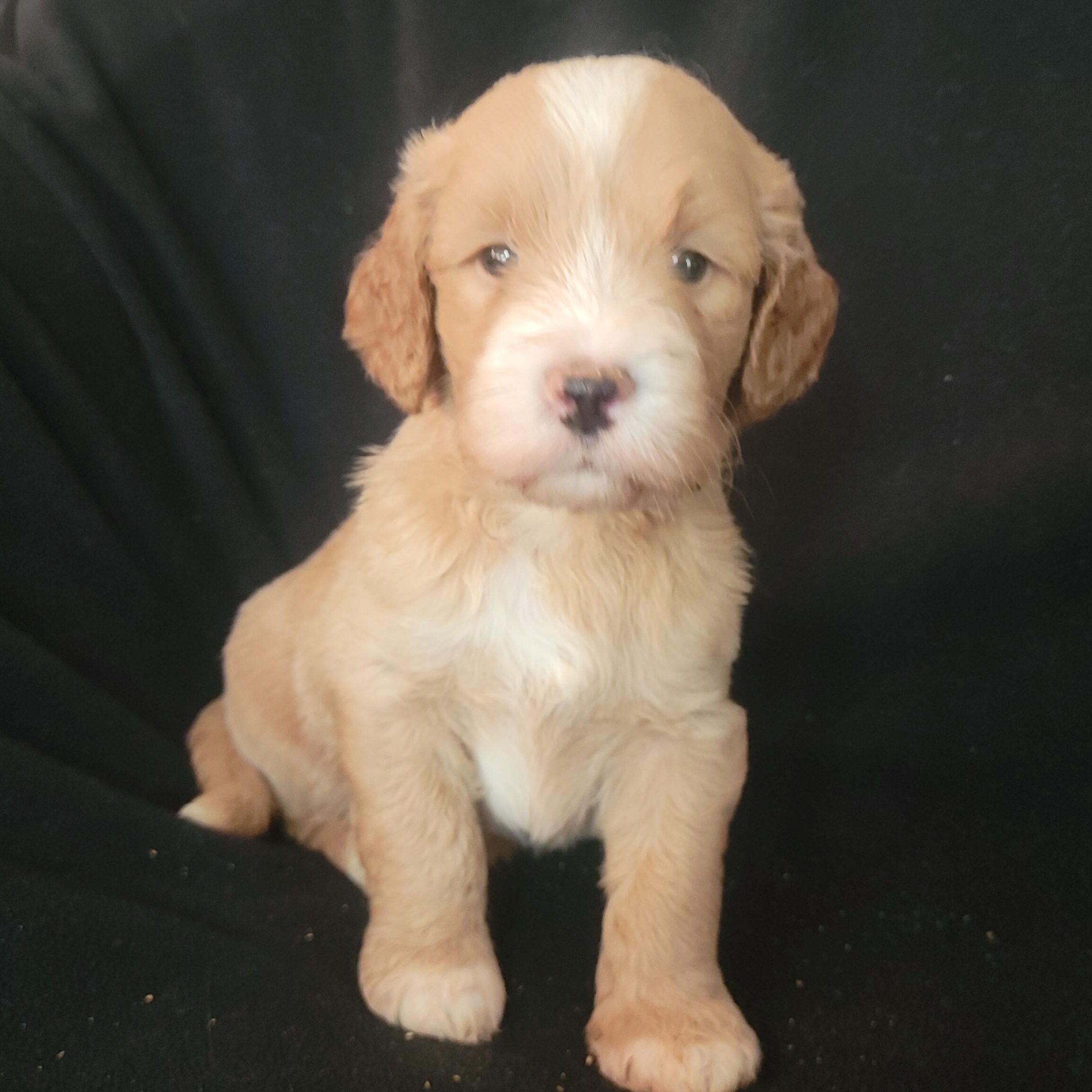 Available orange boy Medium Goldendoodle puppy from Roe and Linc litter