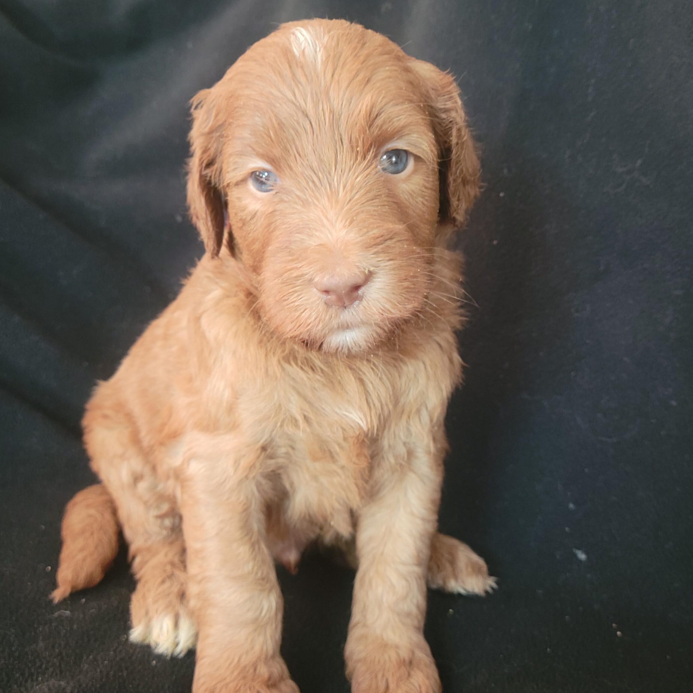 Available red boy Medium Goldendoodle puppy from Roe and Linc litter
