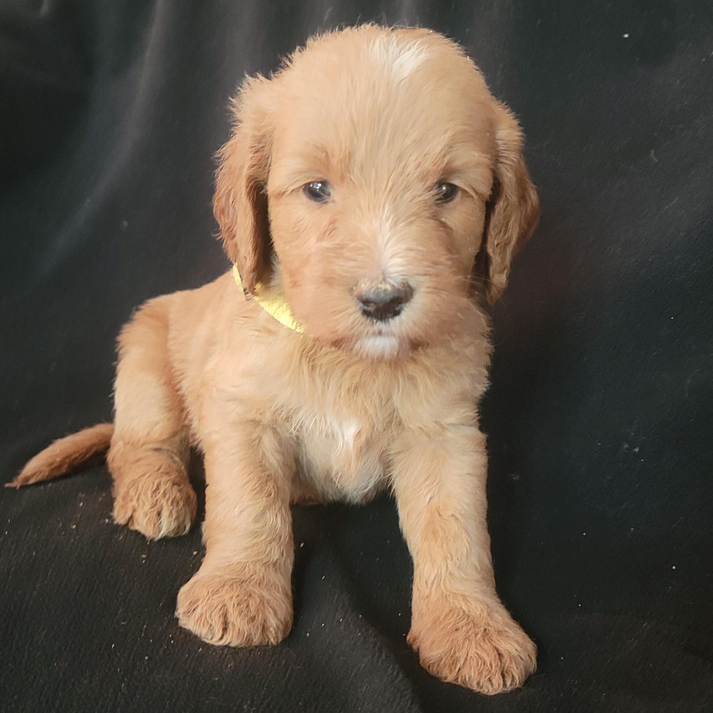 Available yellow boy Medium Goldendoodle puppy from Roe and Linc litter