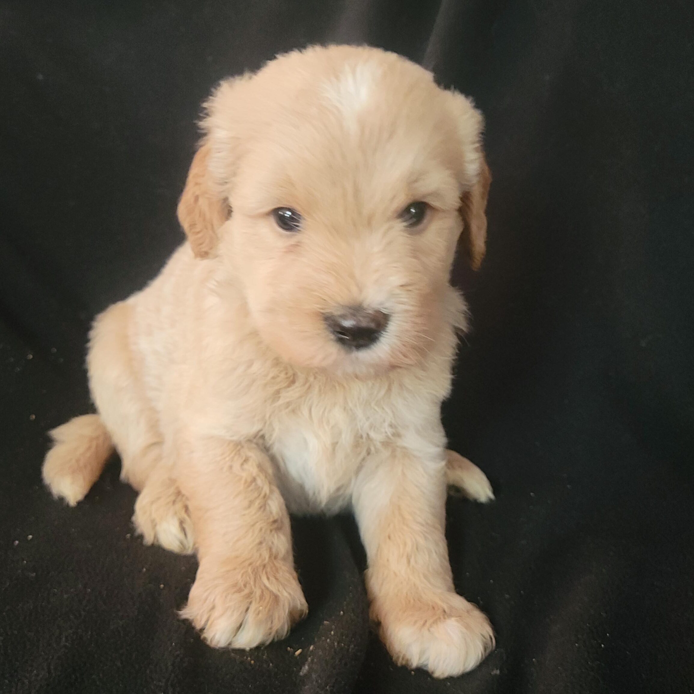 Black boy Medium Goldendoodle puppy from Roe and Linc litter reserved by the Roberts family