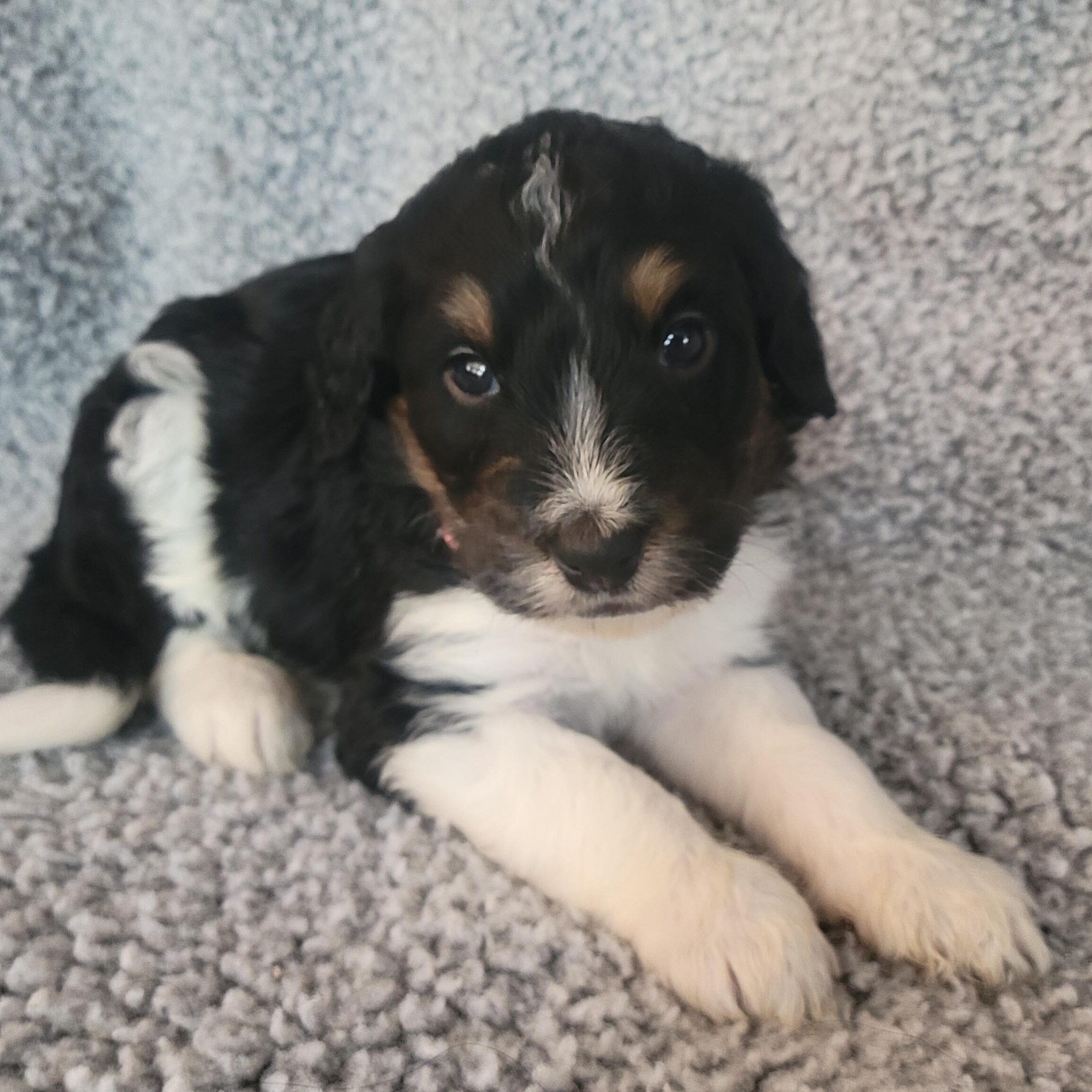 Pink girl Bernedoodle puppy from Yumi and Chips litter at River Doodles