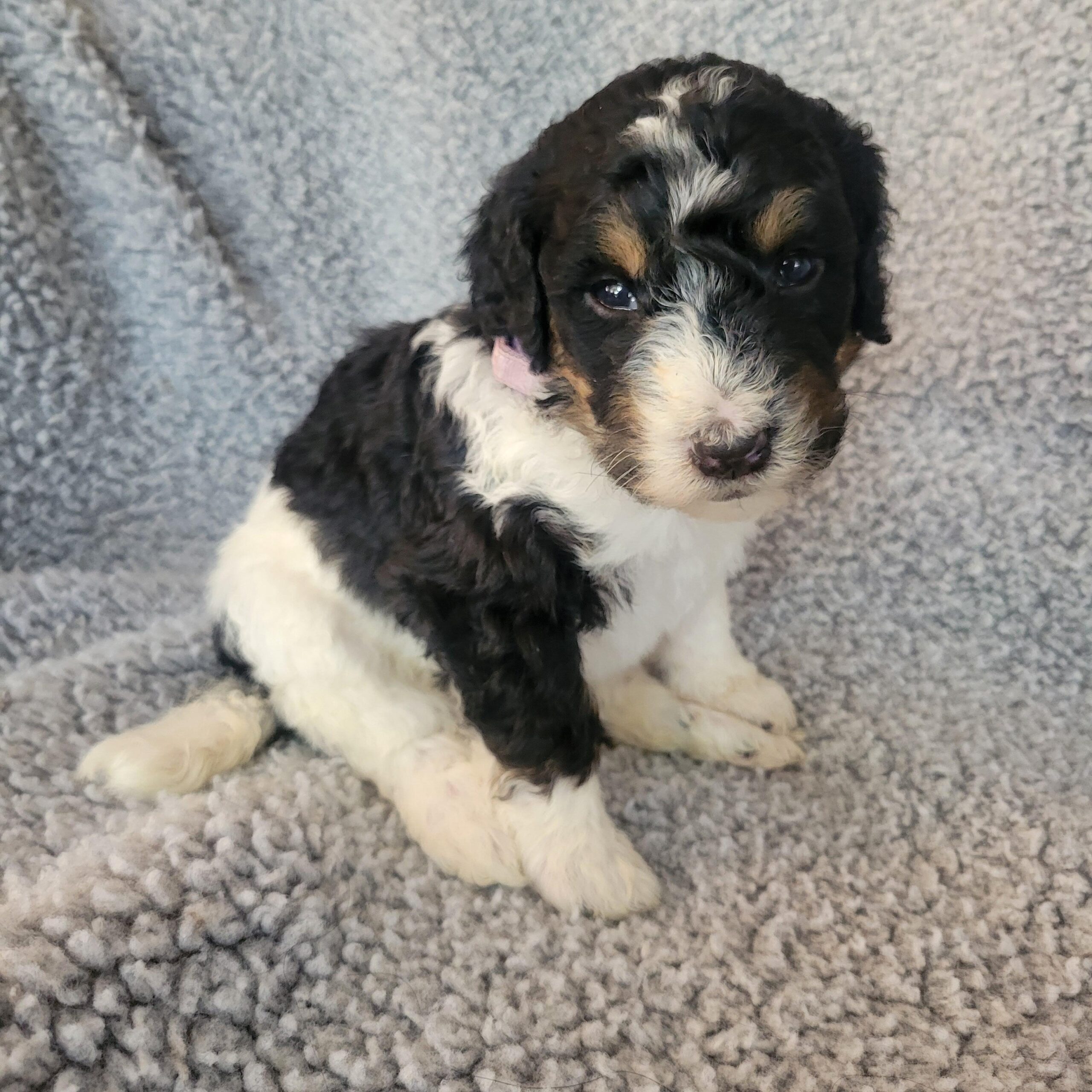 Purple girl Bernedoodle puppy from Yumi and Chips litter reserved by the Featherstone family