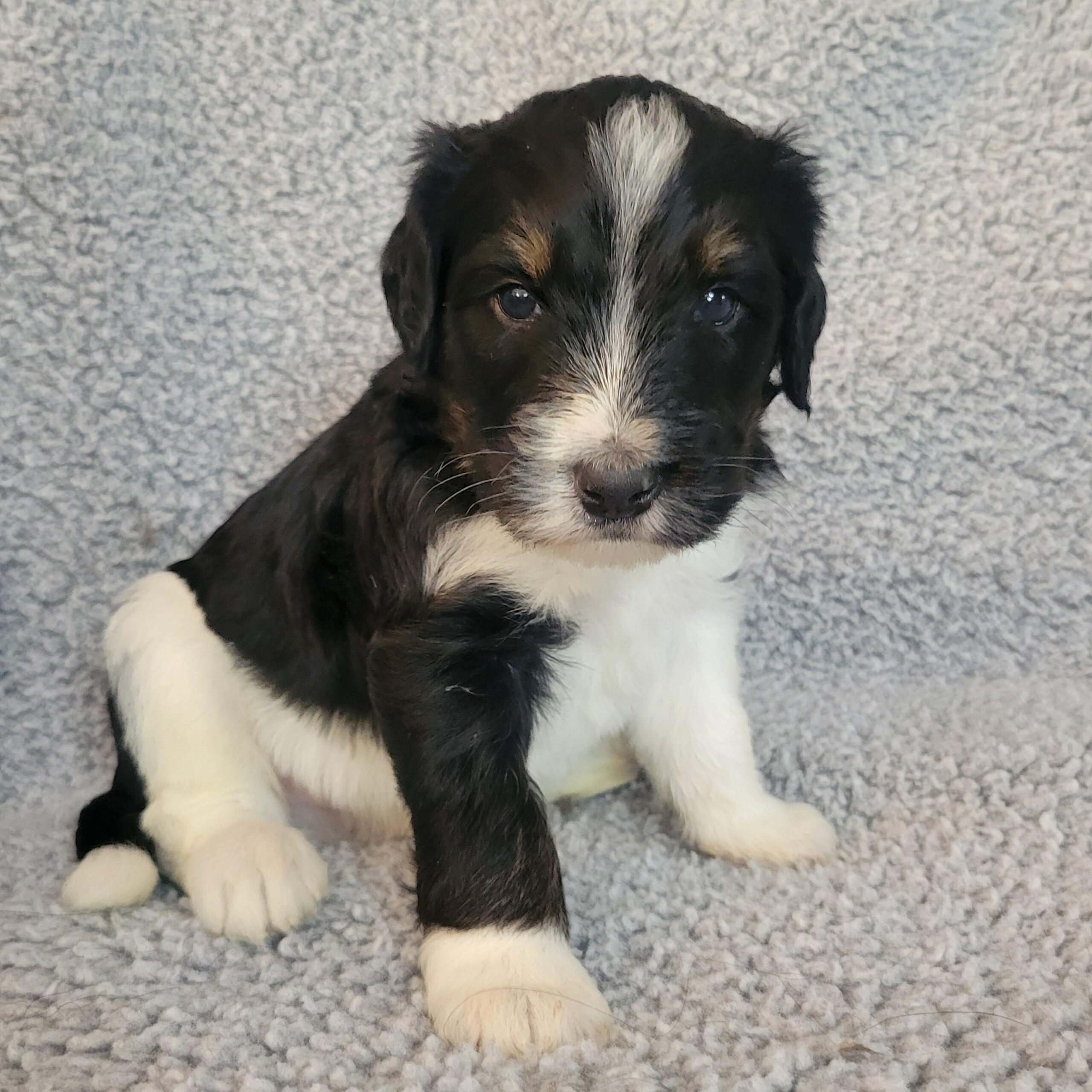 Blue boy Bernedoodle puppy from Yumi and Chips litter at River Doodles