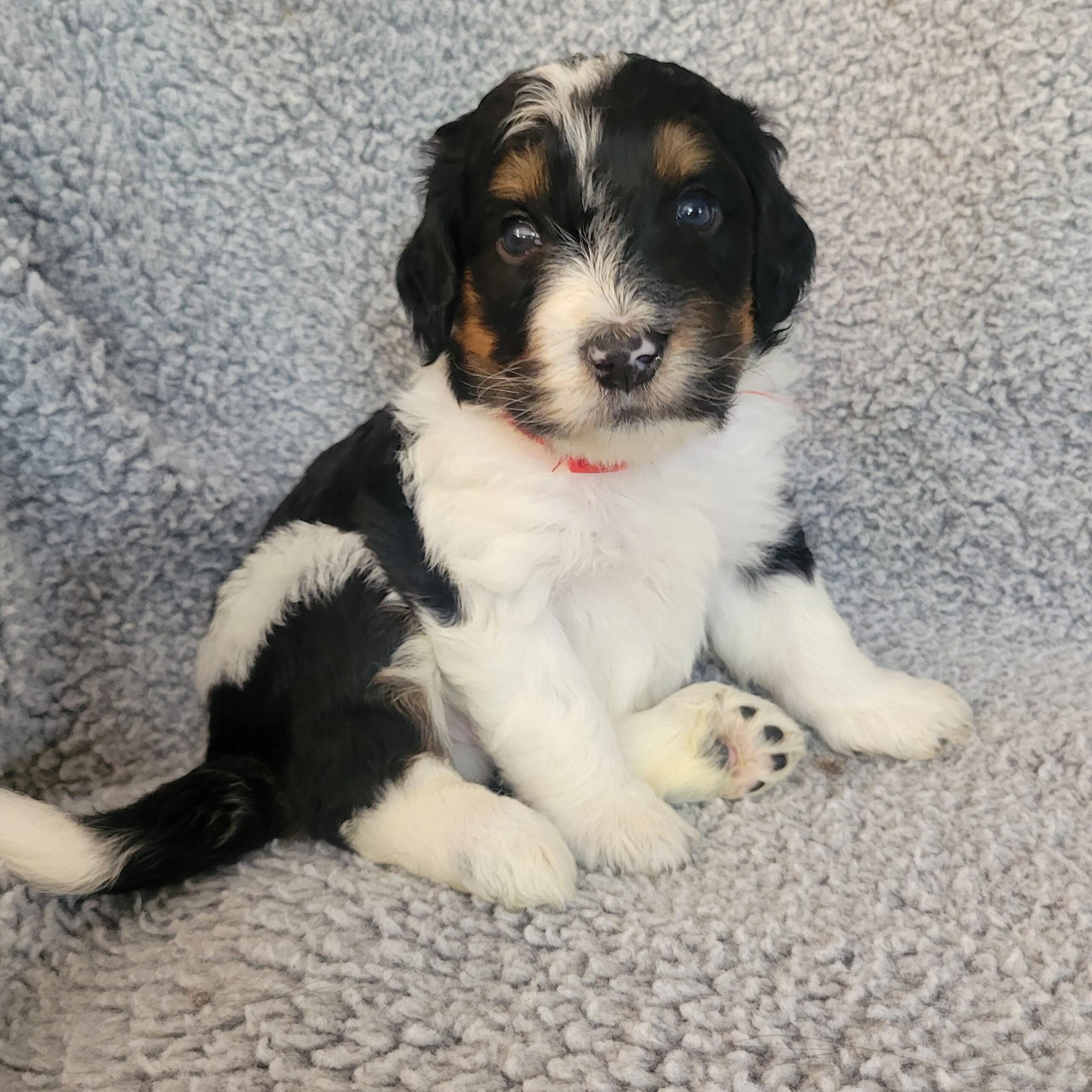 Red boy Bernedoodle puppy from Yumi and Chips litter reserved by the Fellmeth family