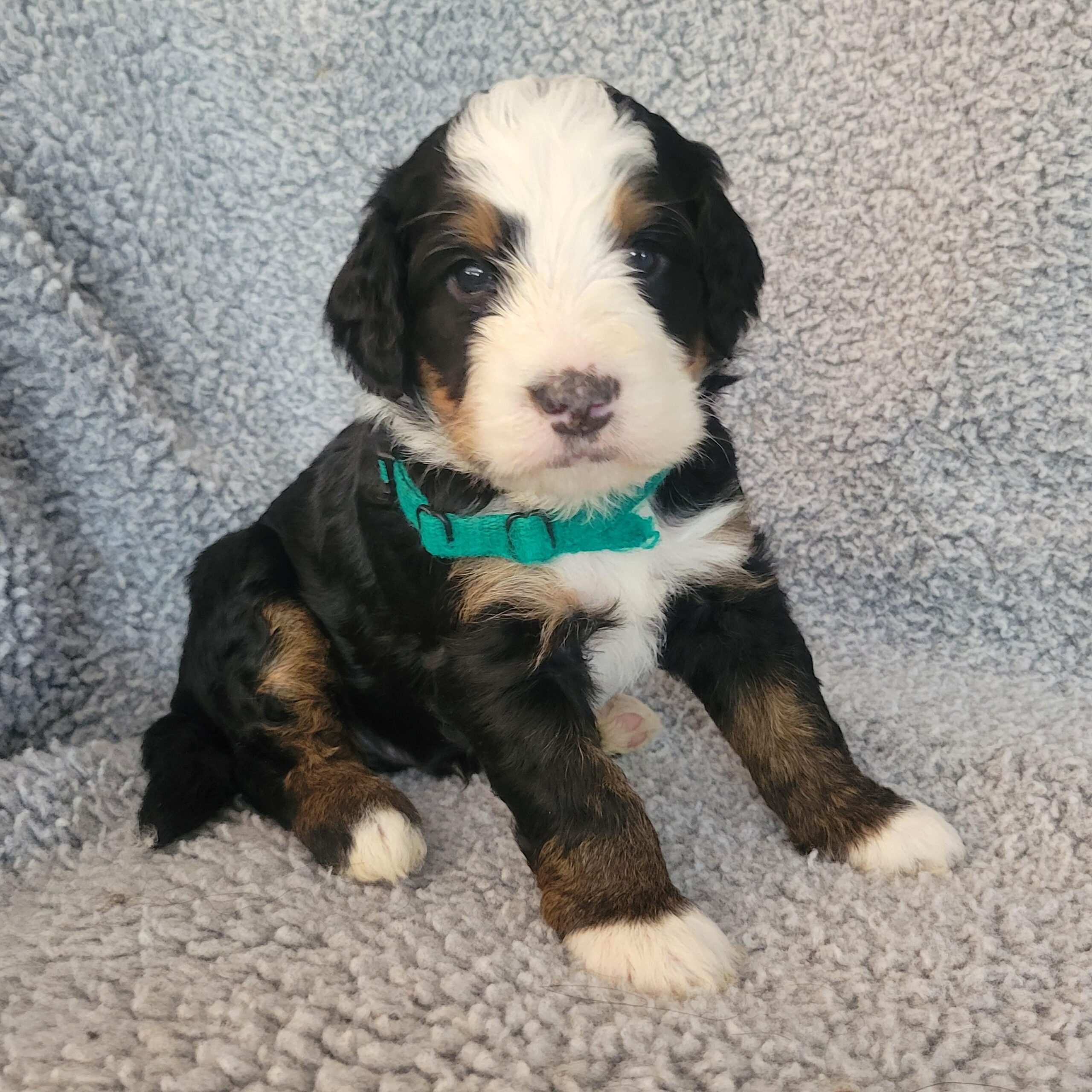 Green boy Bernedoodle puppy from Yumi and Chips litter reserved by the Wilson family