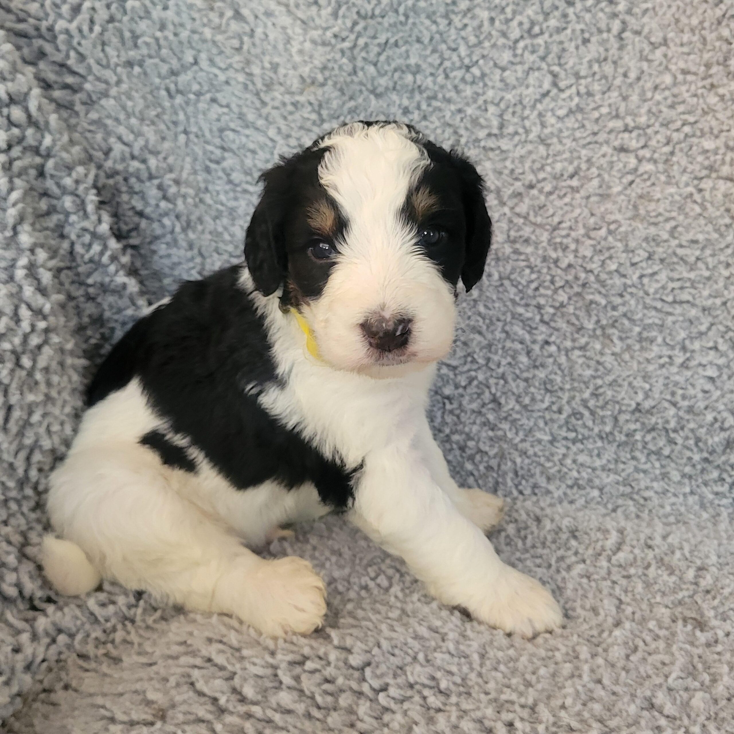 Yellow boy Bernedoodle puppy from Yumi and Chips litter at River Doodles
