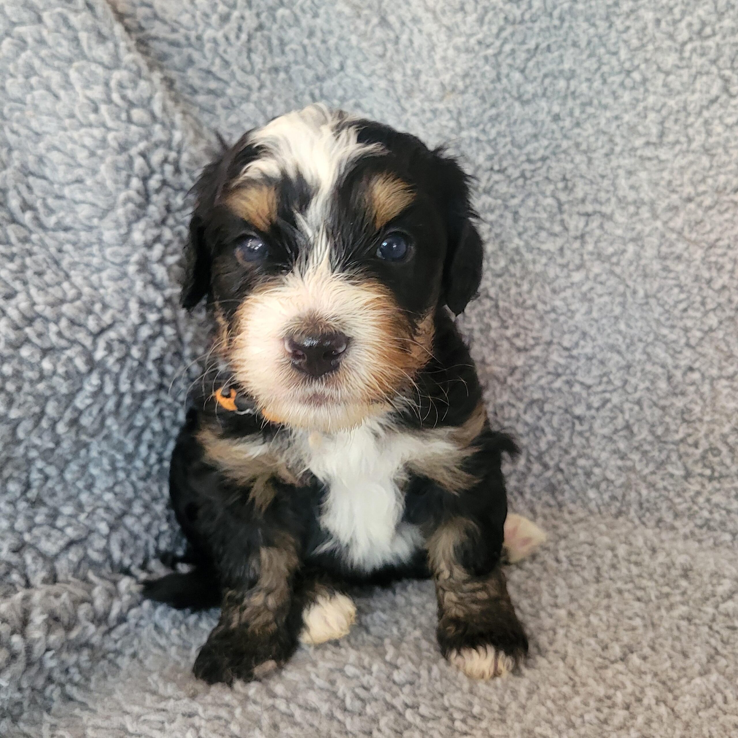 Orange boy Bernedoodle puppy from Yumi and Chips litter at River Doodles