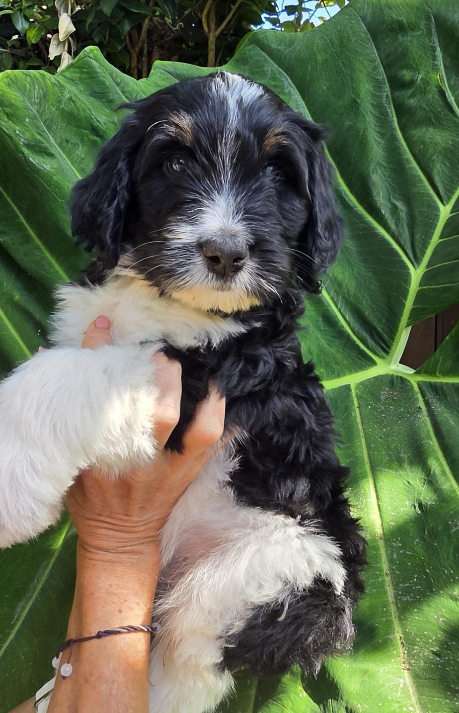 Yumi and Chips Bernedoodle puppy raised by River Doodles in Southern California