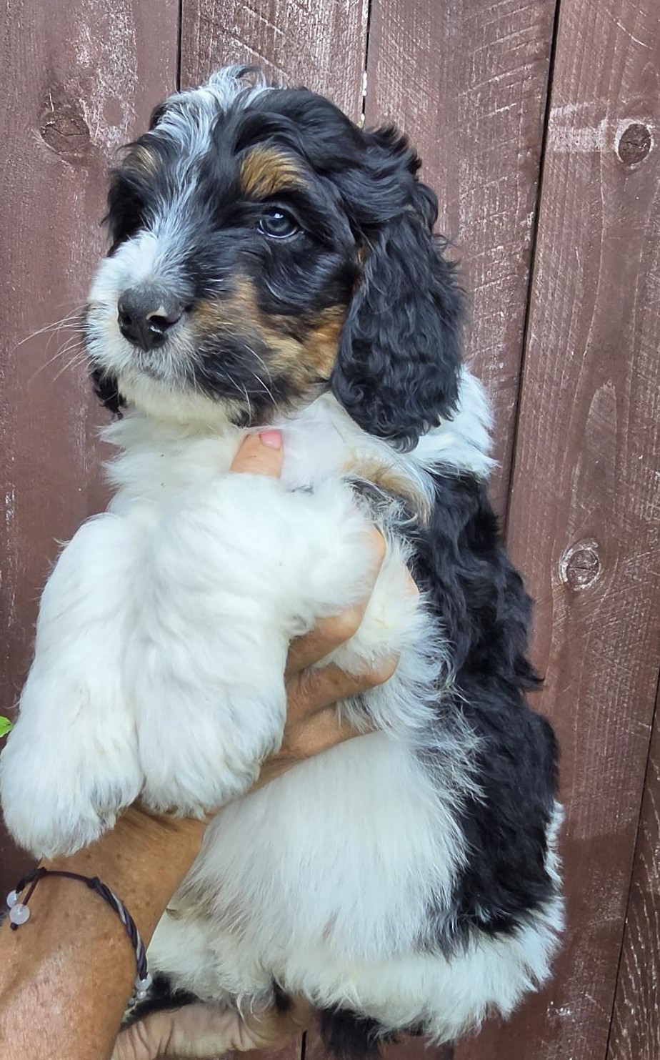 Yumi and Chips standard Bernedoodle puppy from River Doodles