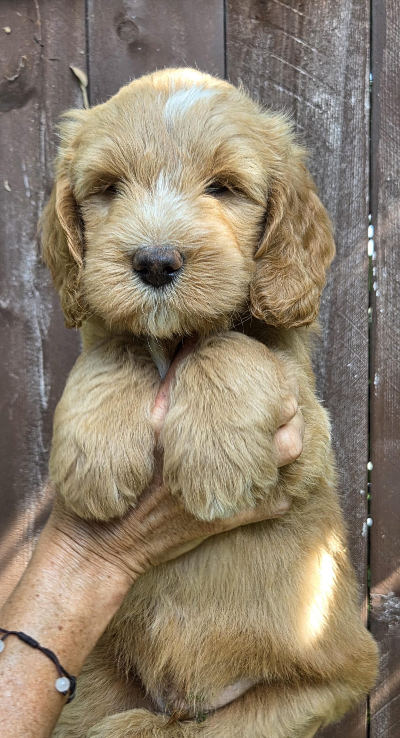 Available River Doodles Bernedoodle puppy from the Roe and Linc litter in Orange County