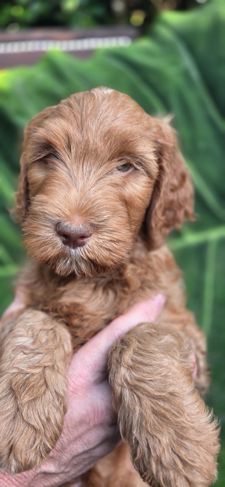 Available red boy medium Goldendoodle puppy from Roe and Linc litter
