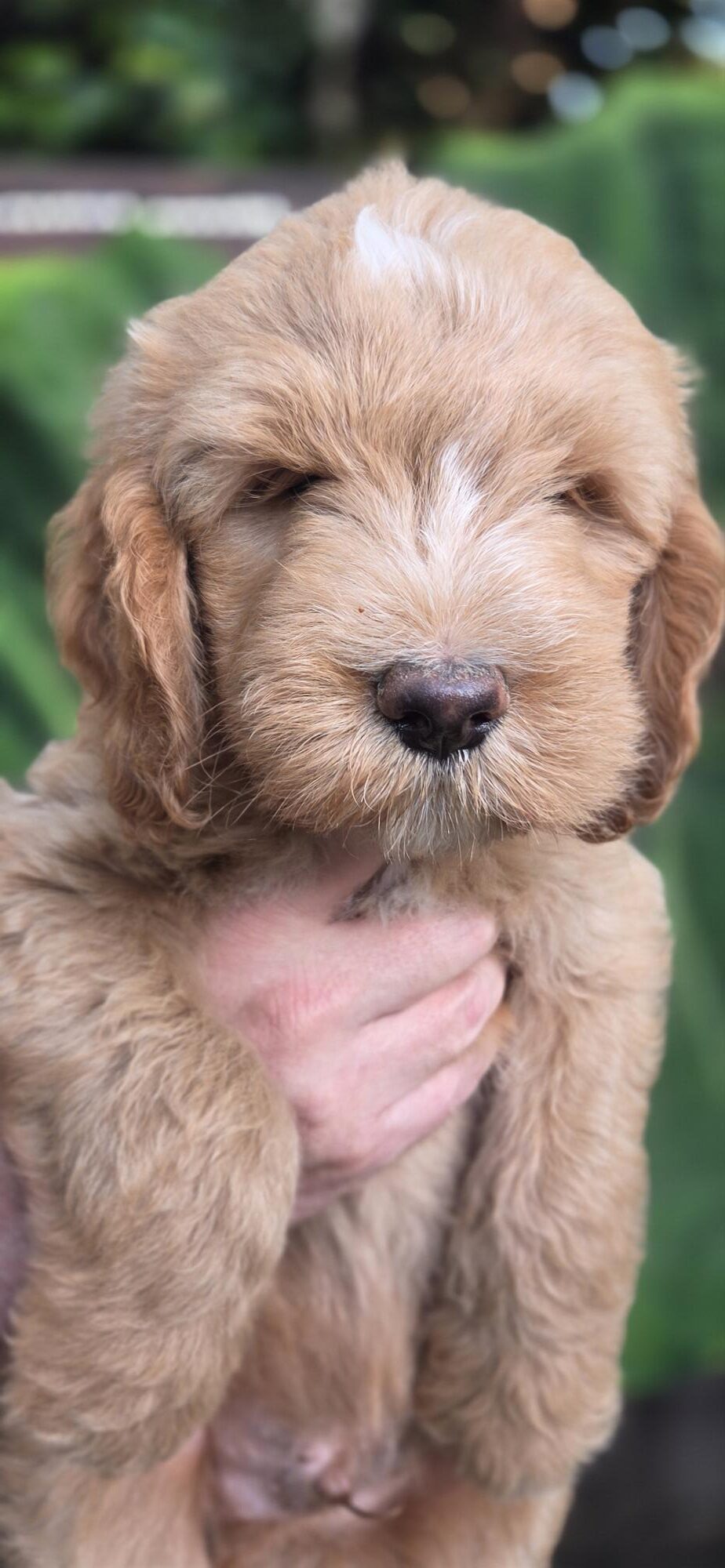 Riverdoodles puppy with face visible