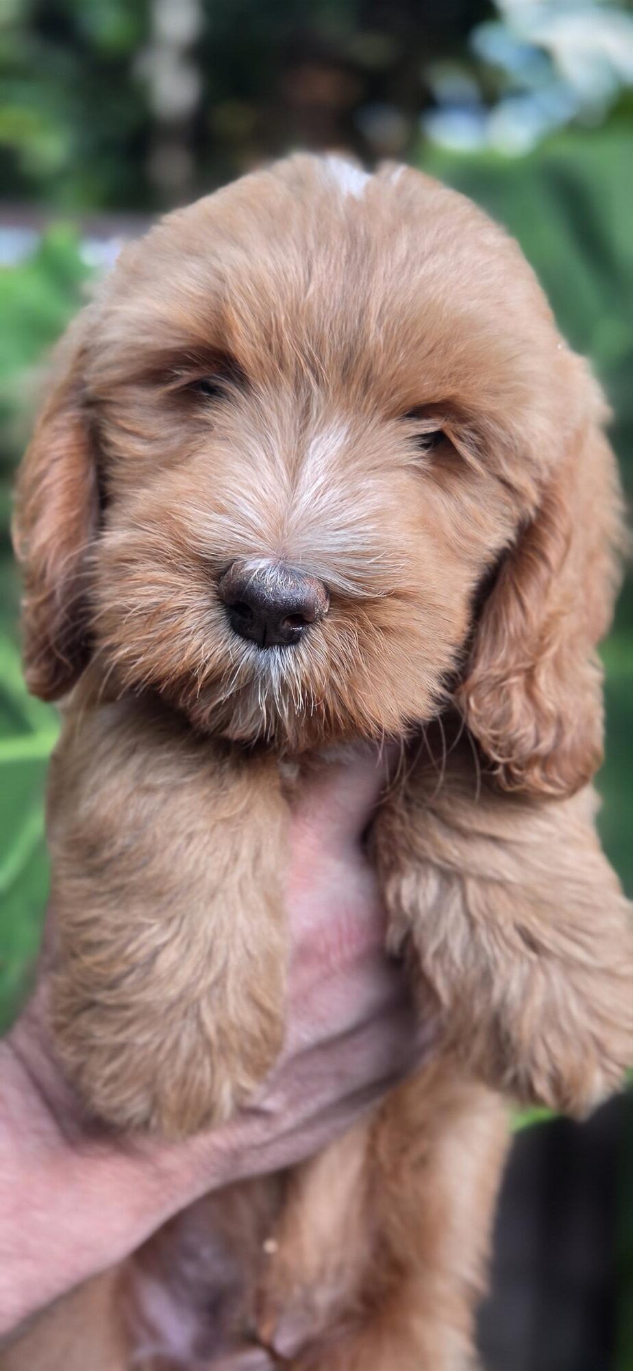 Available yellow boy medium Goldendoodle puppy from Roe and Linc litter